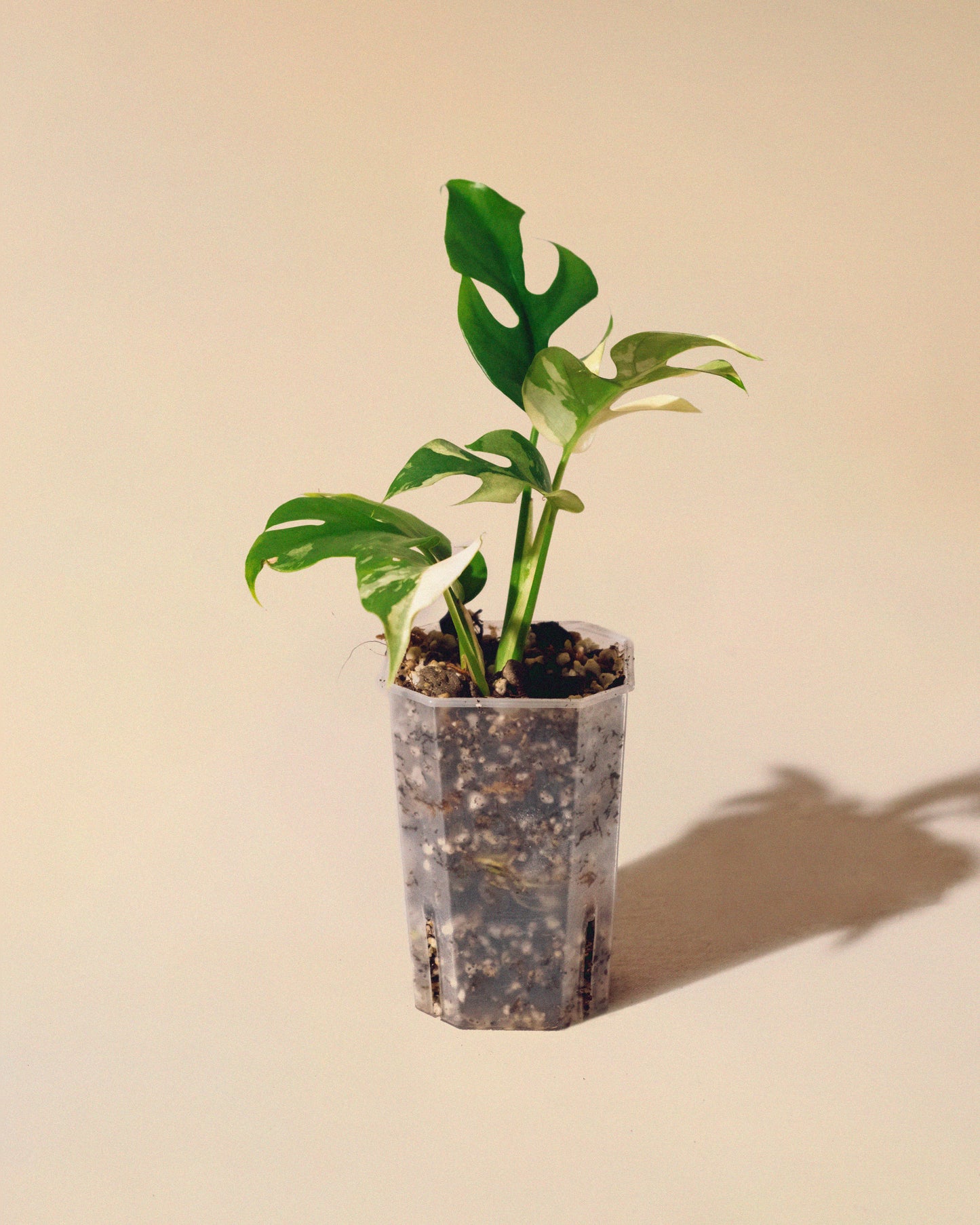 RHAPHIDOPHORA TETRASPERMA ALBO 01