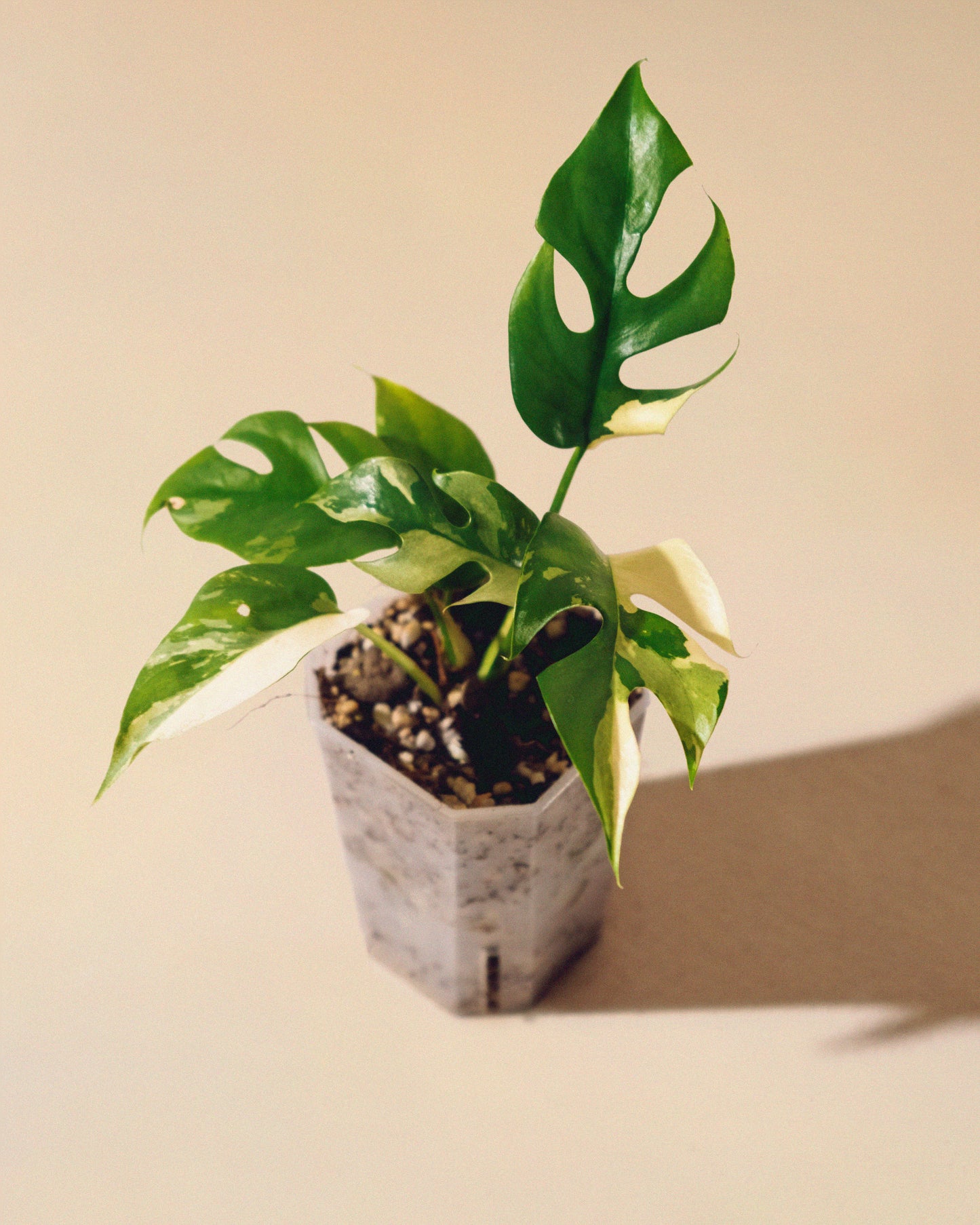 RHAPHIDOPHORA TETRASPERMA ALBO 01