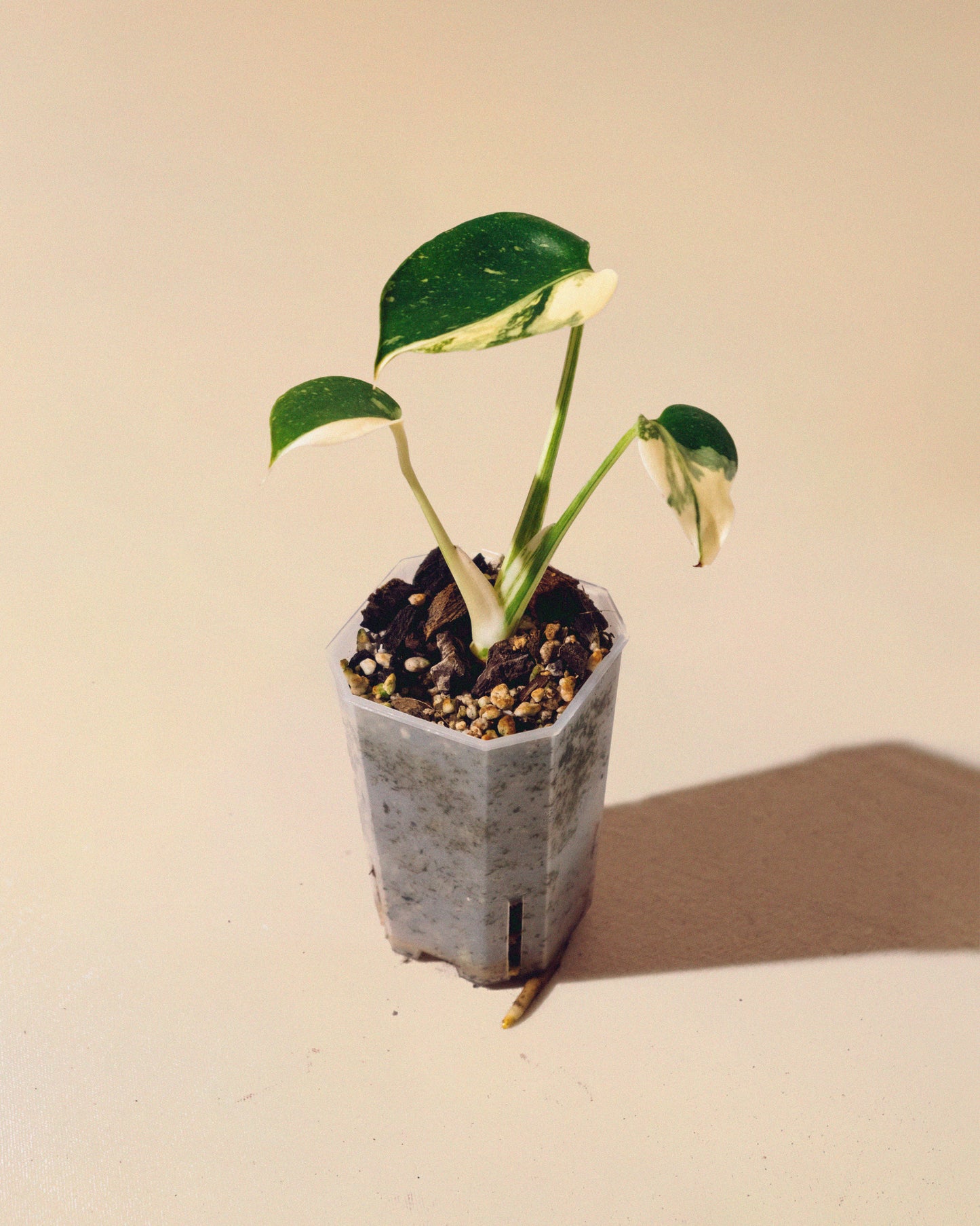 MONSTERA THAI CONSTELLATION HALFMOON BABY