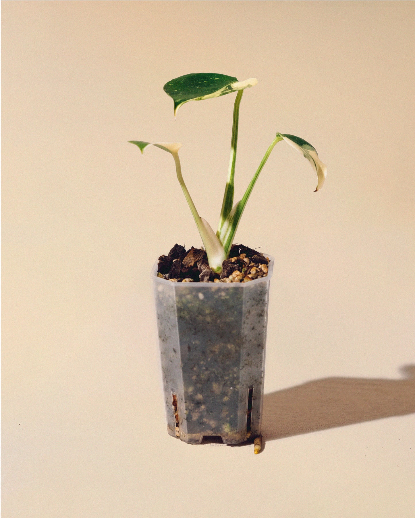MONSTERA THAI CONSTELLATION HALFMOON BABY