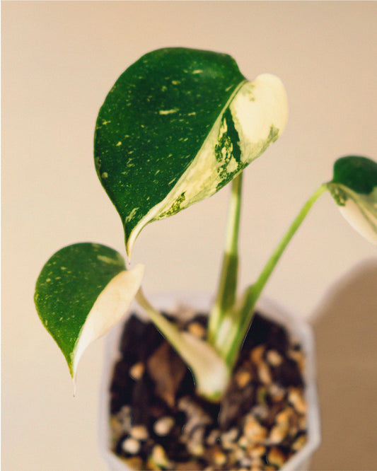 MONSTERA THAI CONSTELLATION HALFMOON BABY