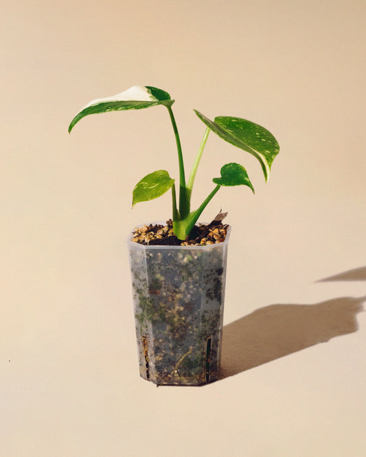 MONSTERA THAI CONSTELLATION BABY 02
