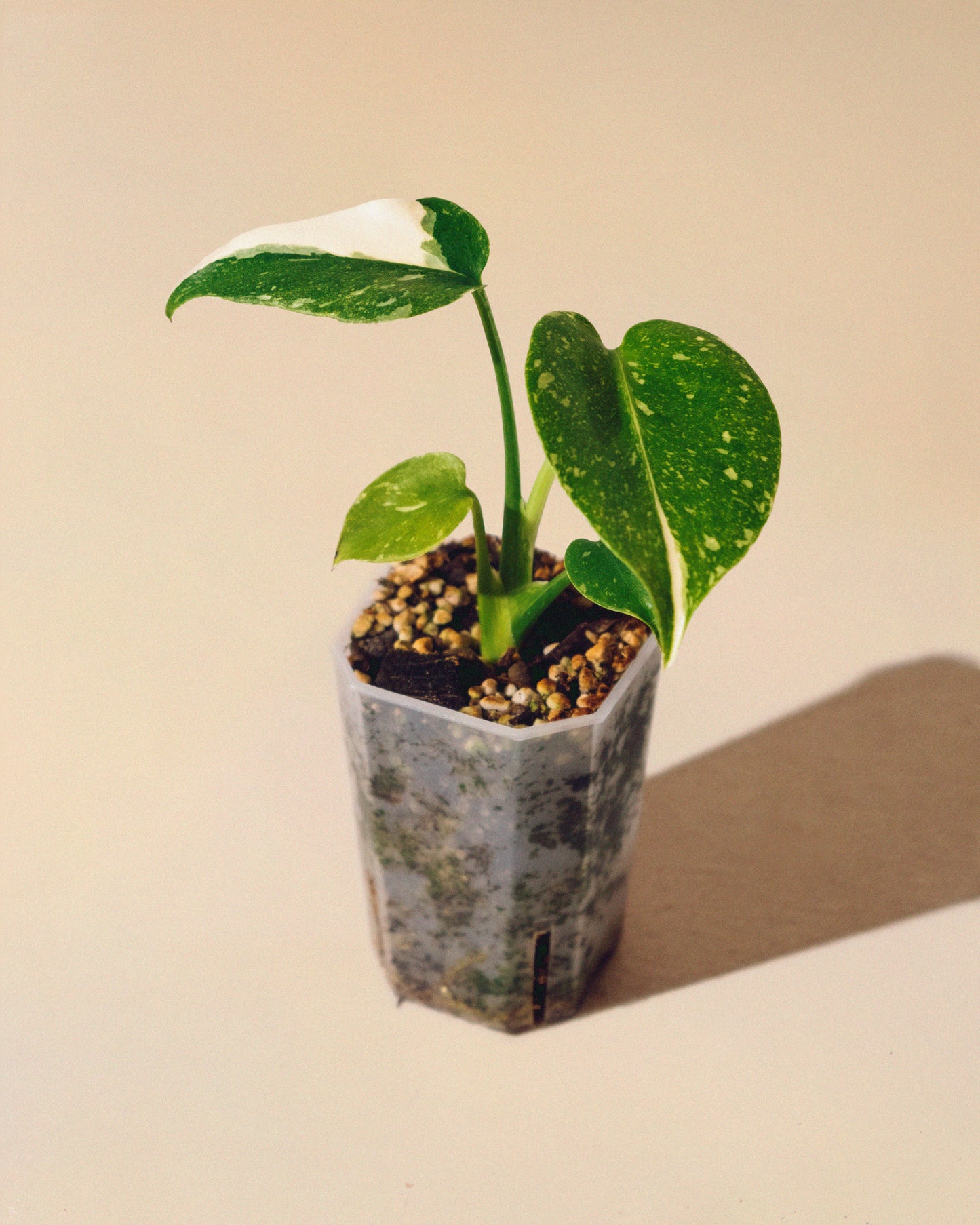 MONSTERA THAI CONSTELLATION BABY 02