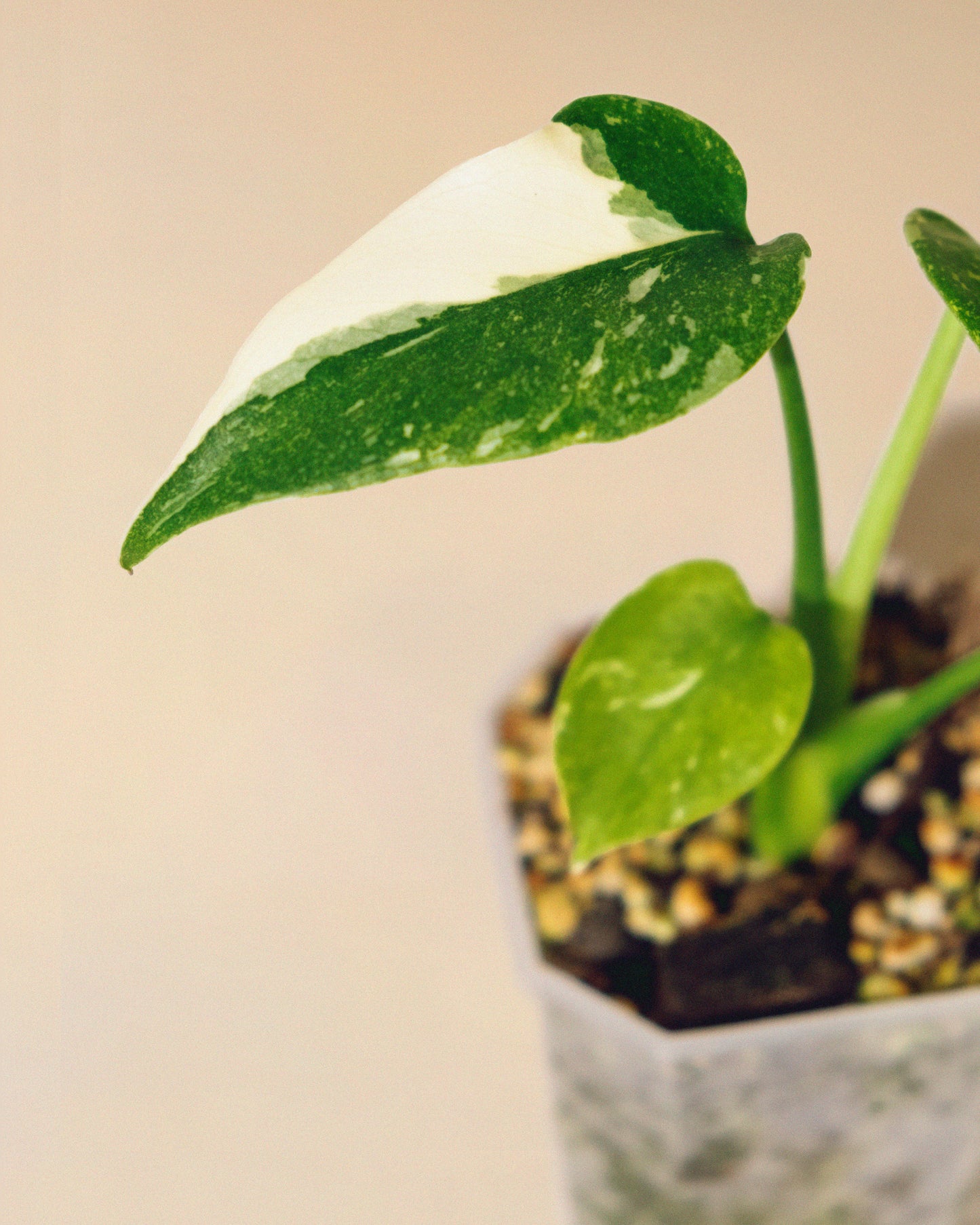 MONSTERA THAI CONSTELLATION BABY 02