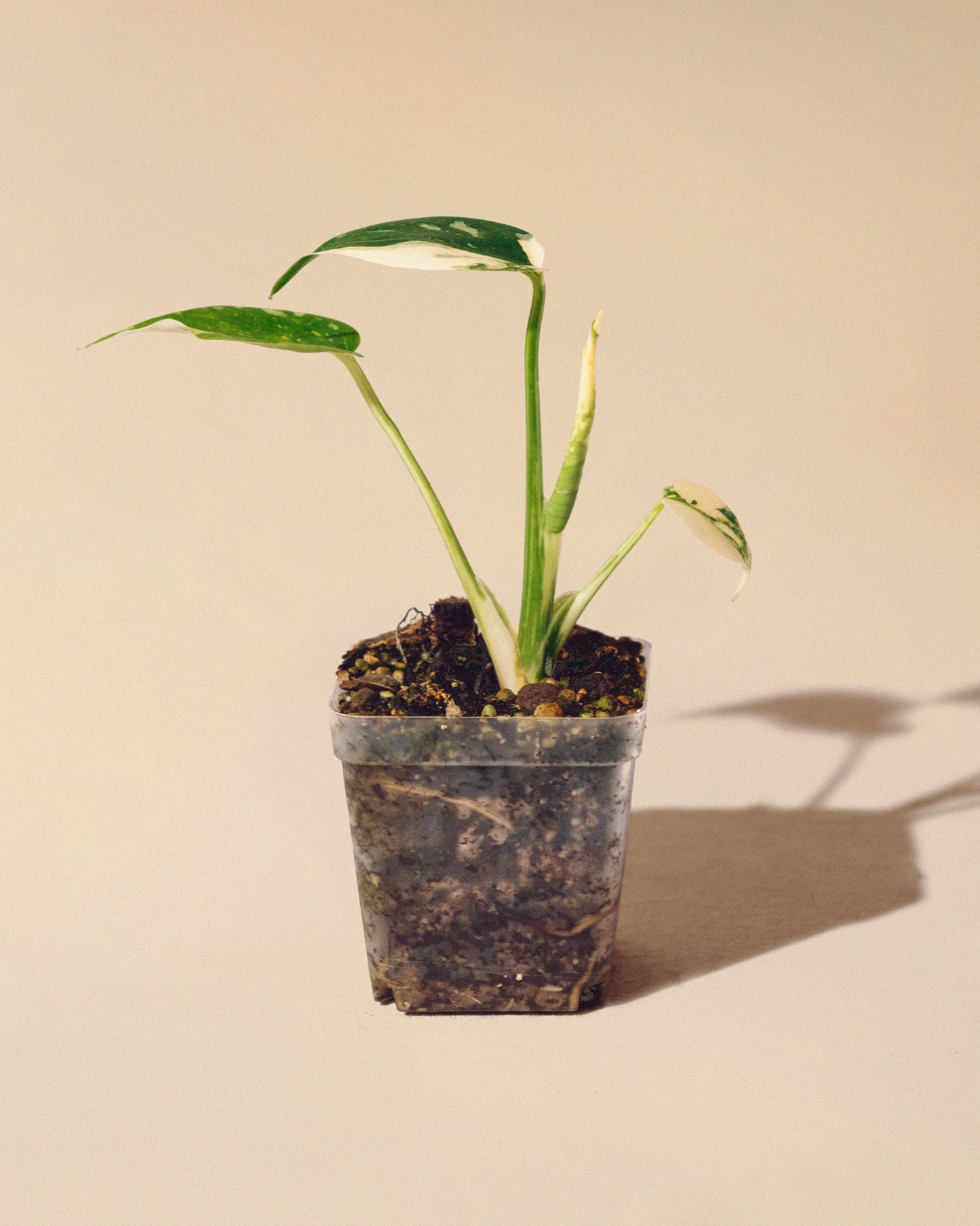 MONSTERA THAI CONSTELLATION HALFMOON BABY 01