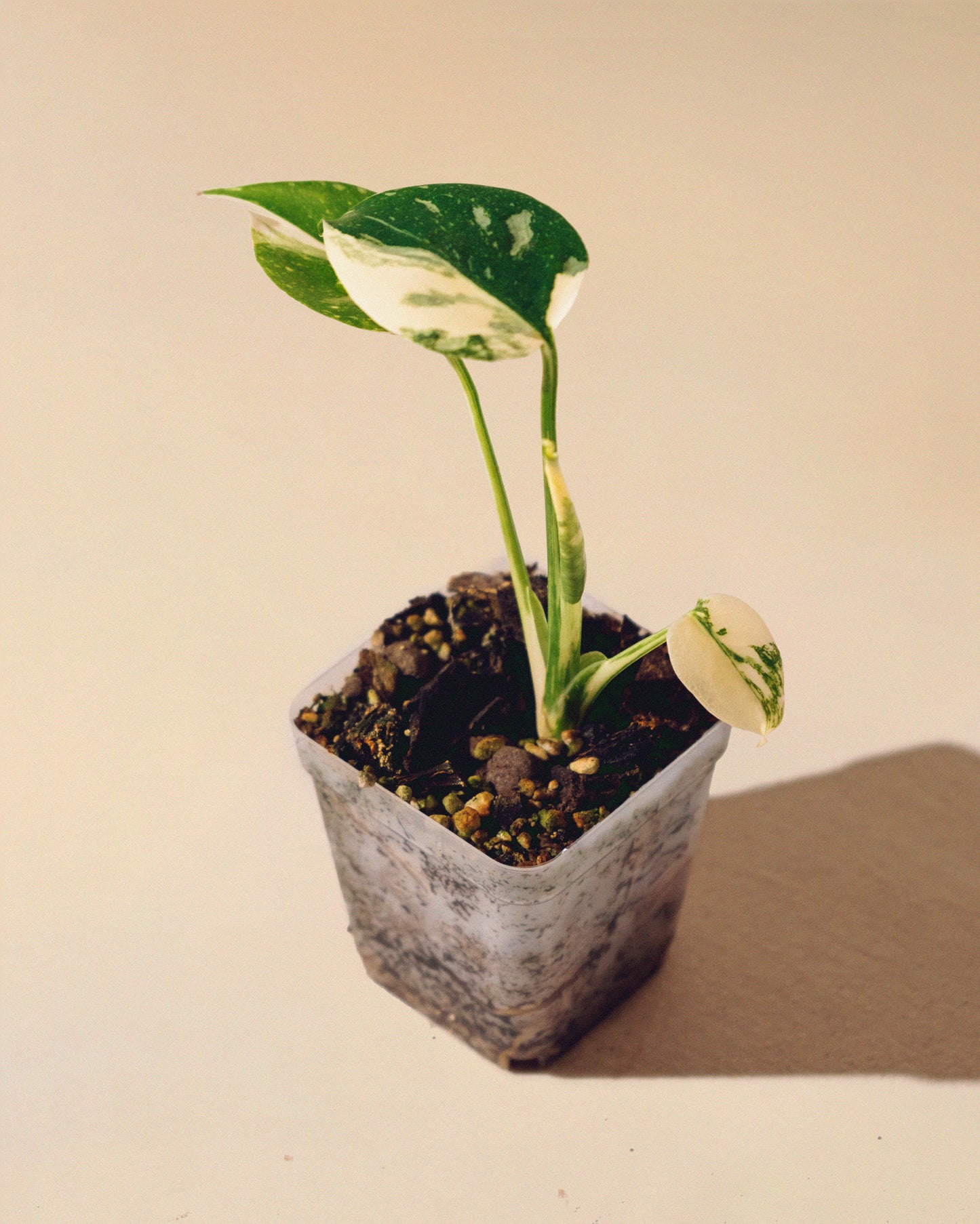 MONSTERA THAI CONSTELLATION HALFMOON BABY 01