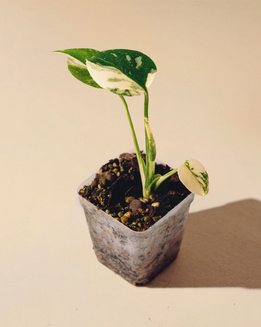MONSTERA THAI CONSTELLATION HALFMOON BABY 01