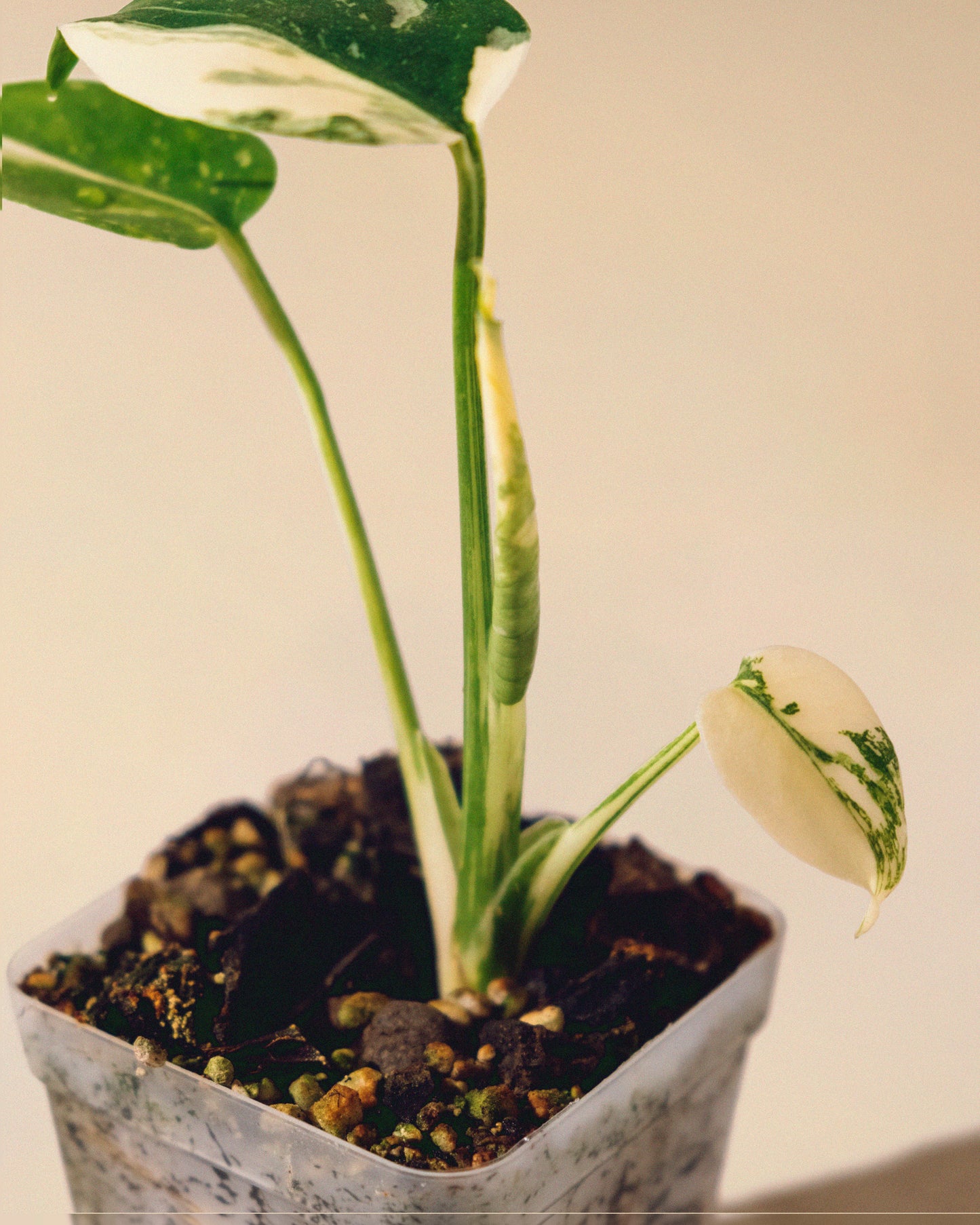 MONSTERA THAI CONSTELLATION HALFMOON BABY 01