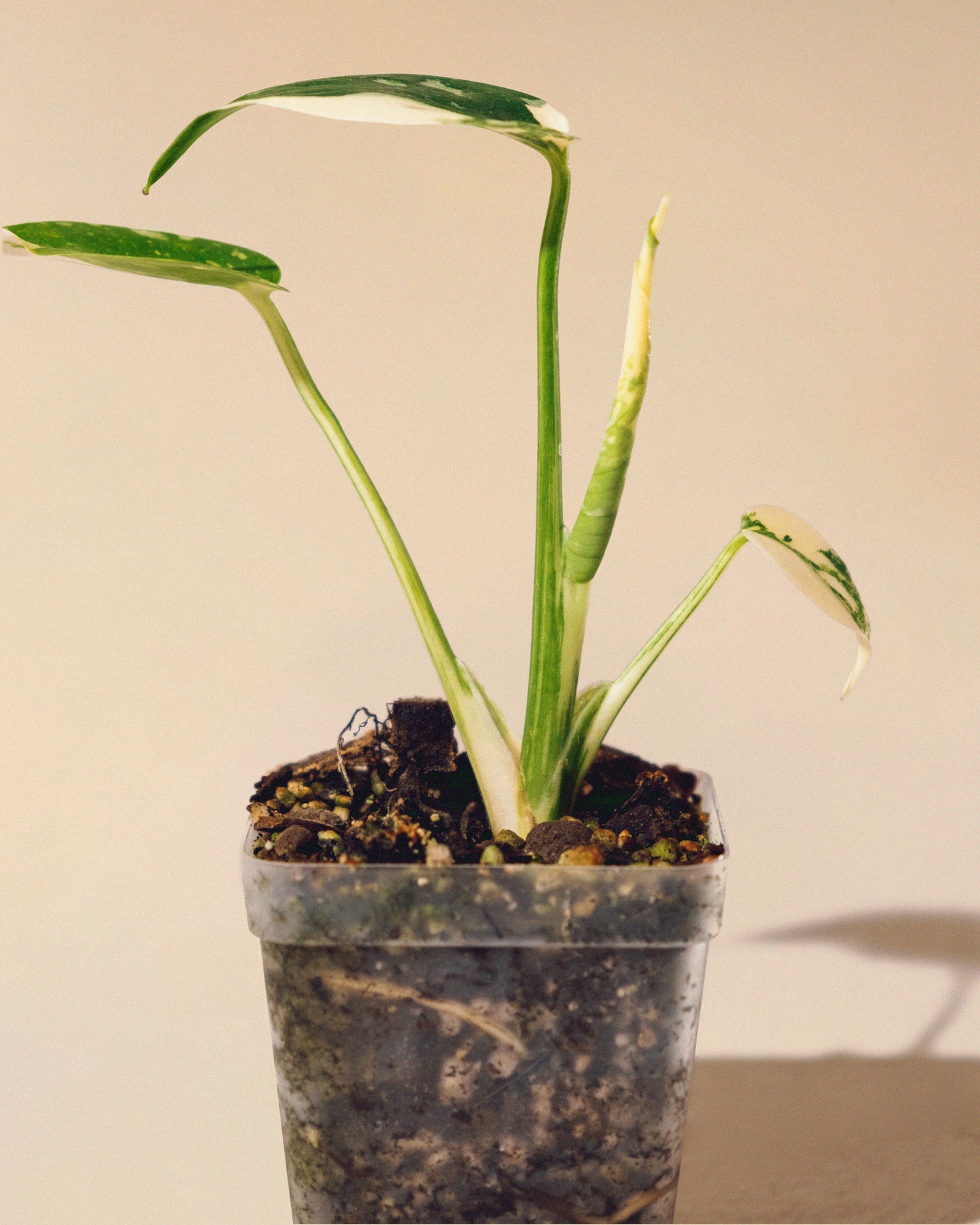 MONSTERA THAI CONSTELLATION HALFMOON BABY 01