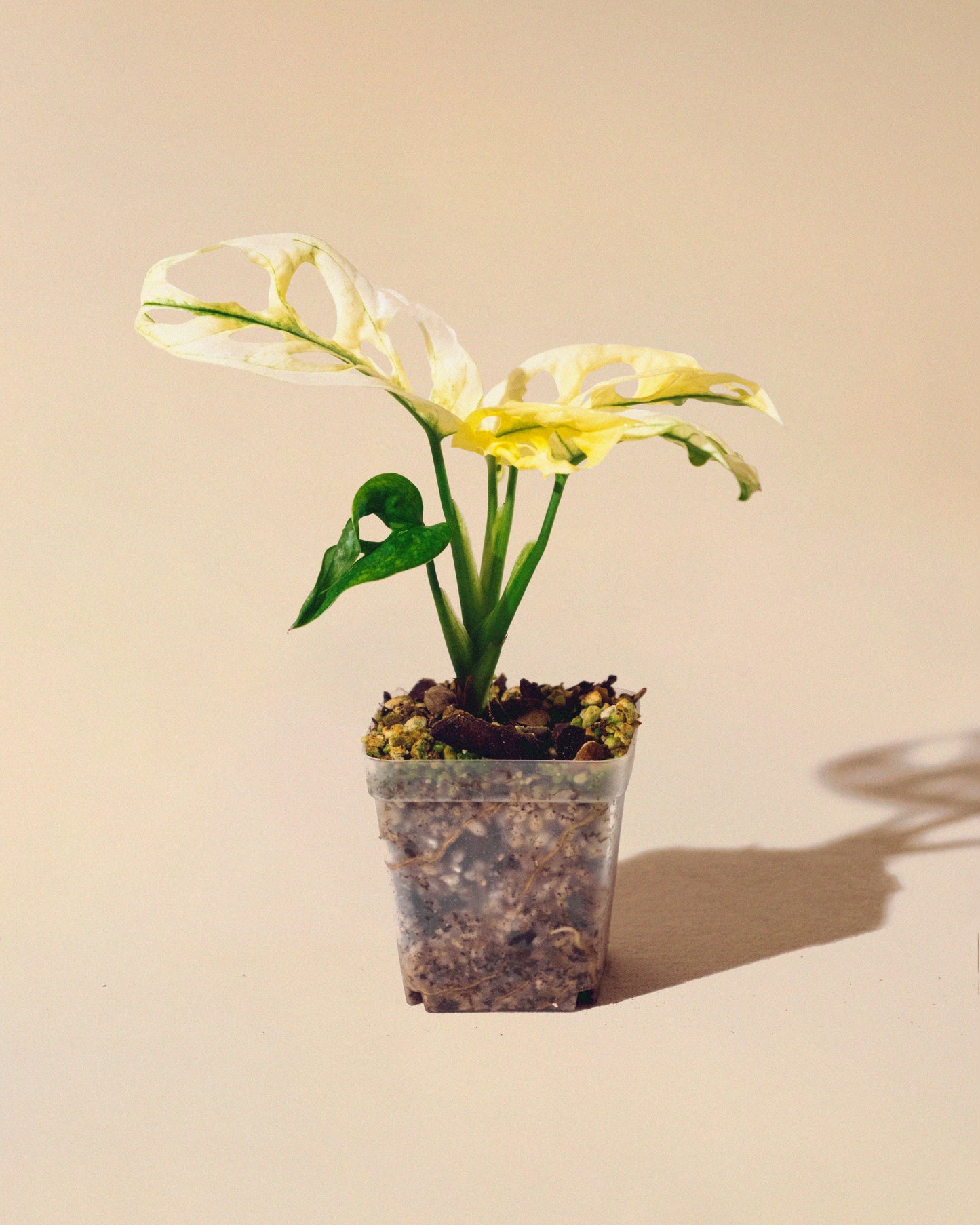 Monstera Adansonii Albo Baby 05