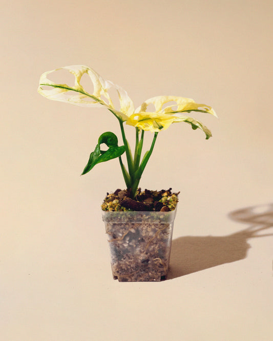 MONSTERA ADANSONII ALBO BABY 05