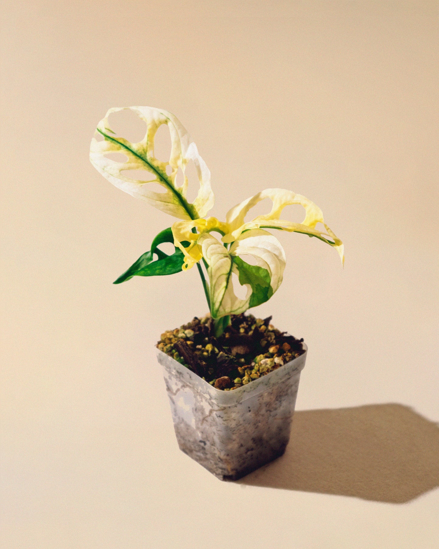 Monstera Adansonii Albo Baby 05
