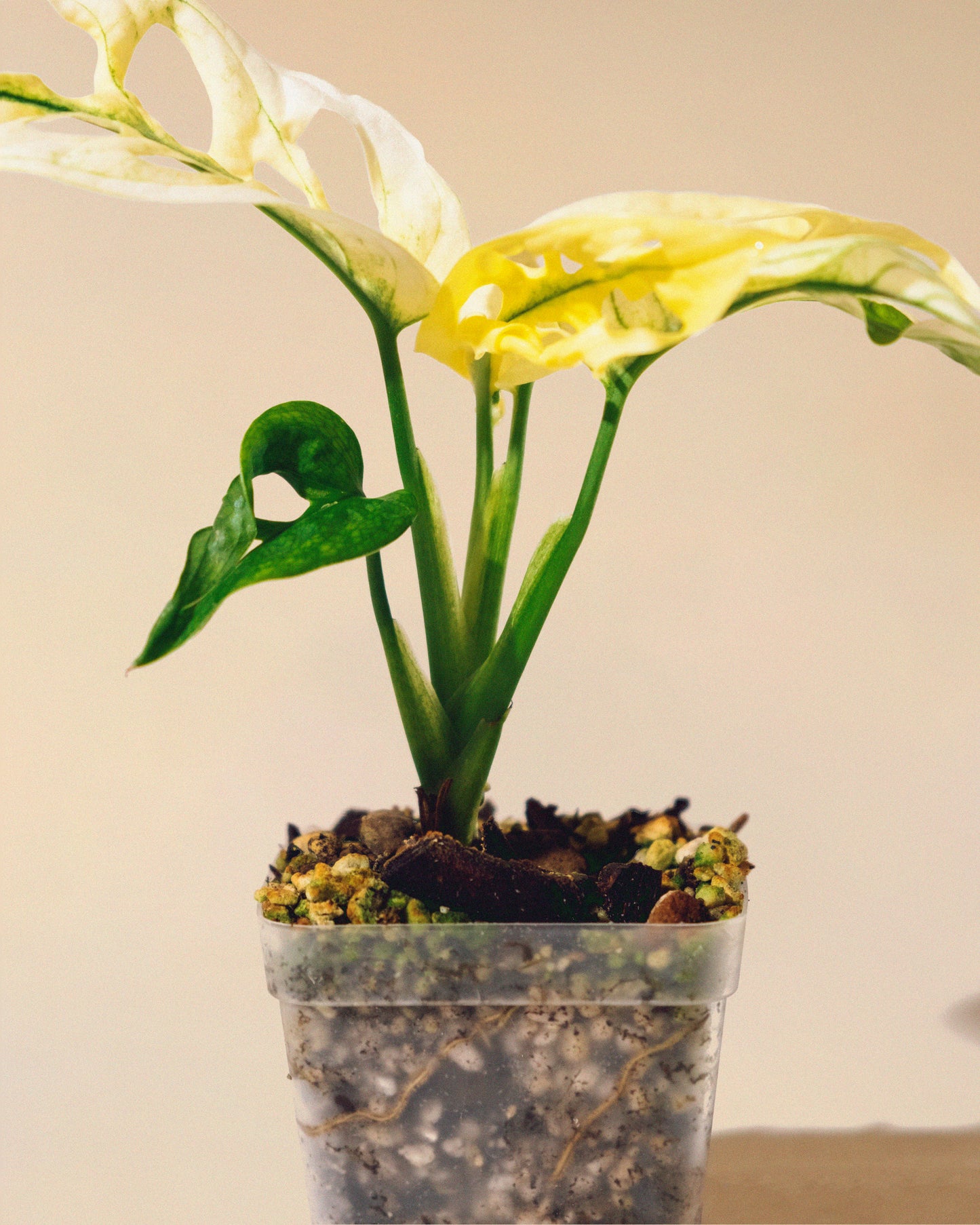 Monstera Adansonii Albo Baby 05