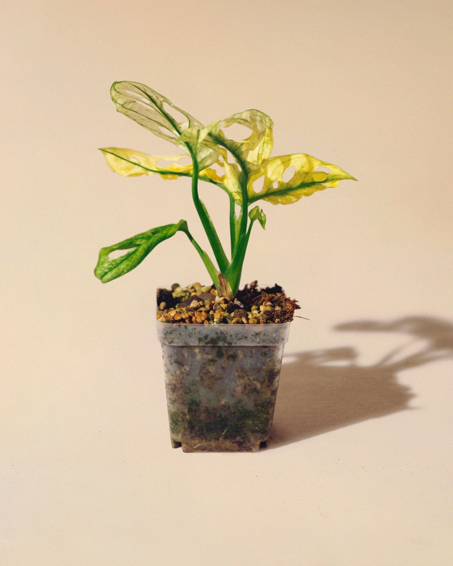 MONSTERA ADANSONII ALBO 03