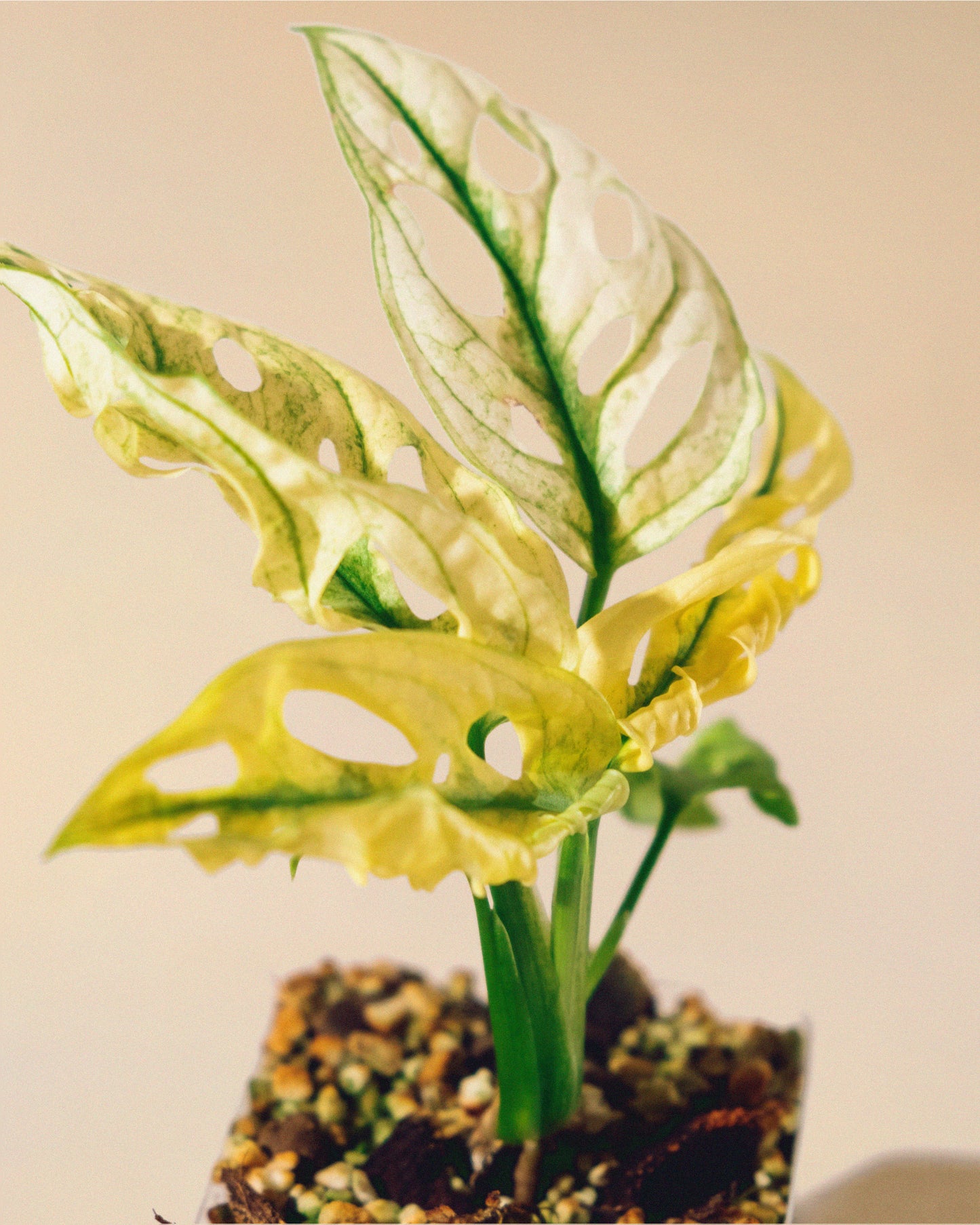MONSTERA ADANSONII ALBO 03