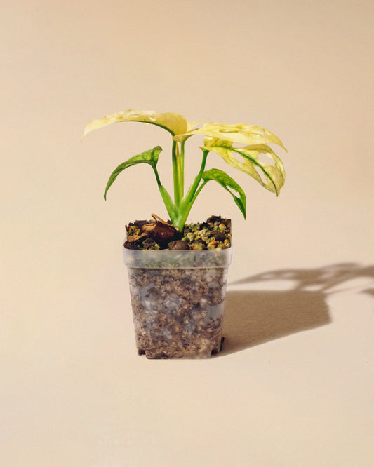 MONSTERA ADANSONII ALBO BABY 02