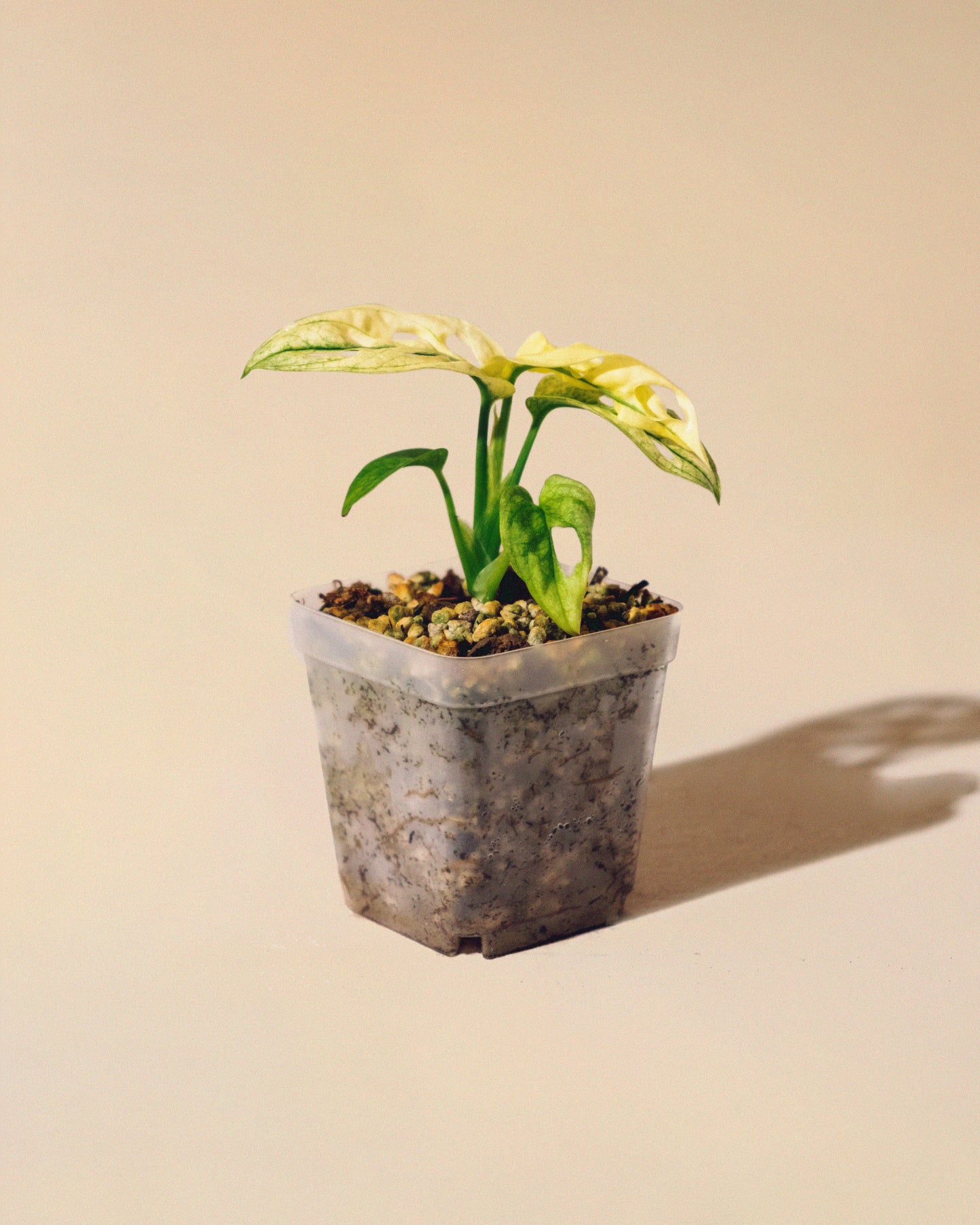 MONSTERA ADANSONII ALBO BABY 04