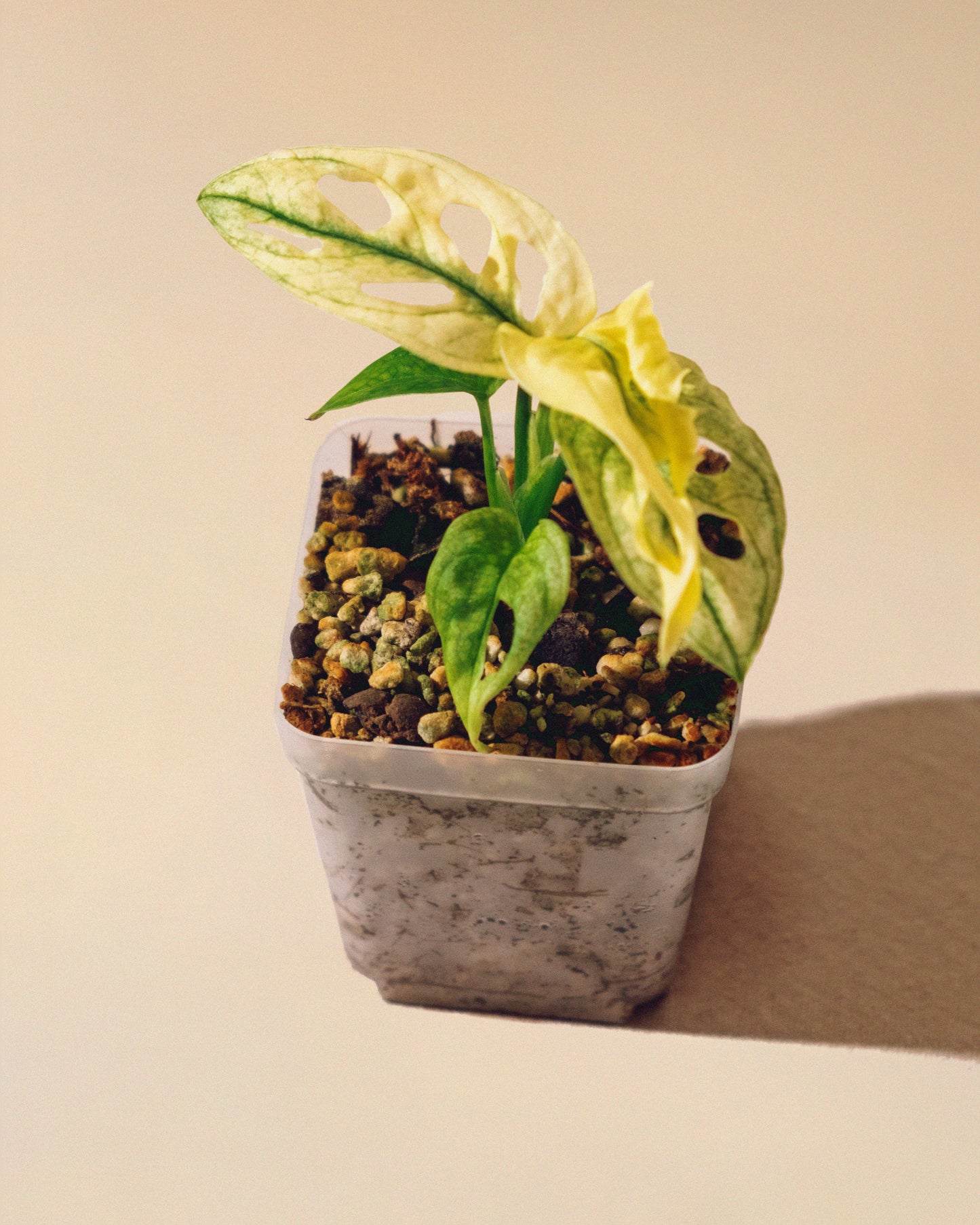 MONSTERA ADANSONII ALBO BABY 04