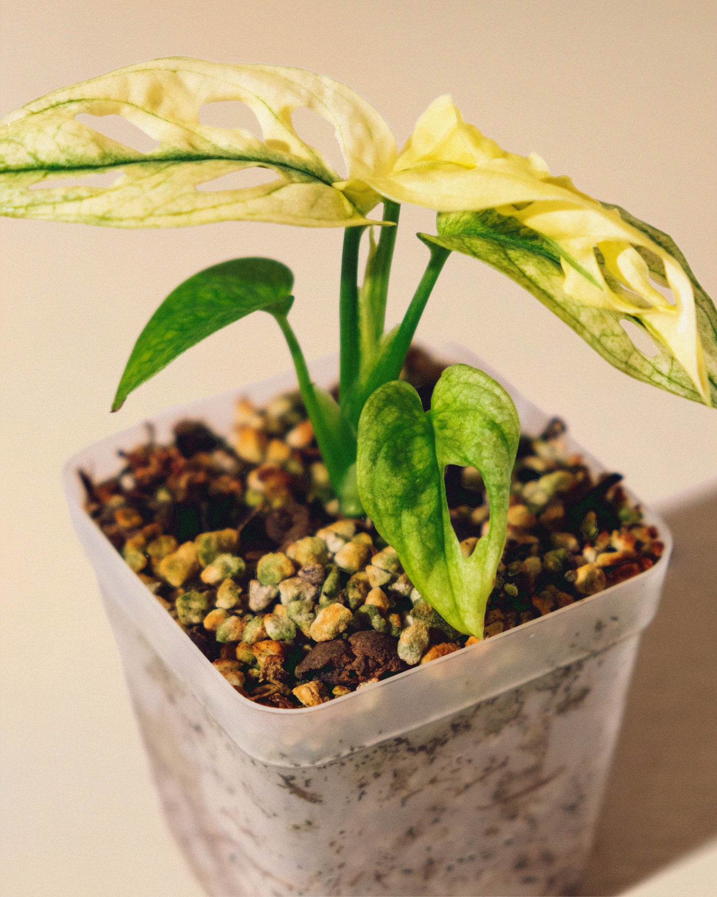 MONSTERA ADANSONII ALBO BABY 04