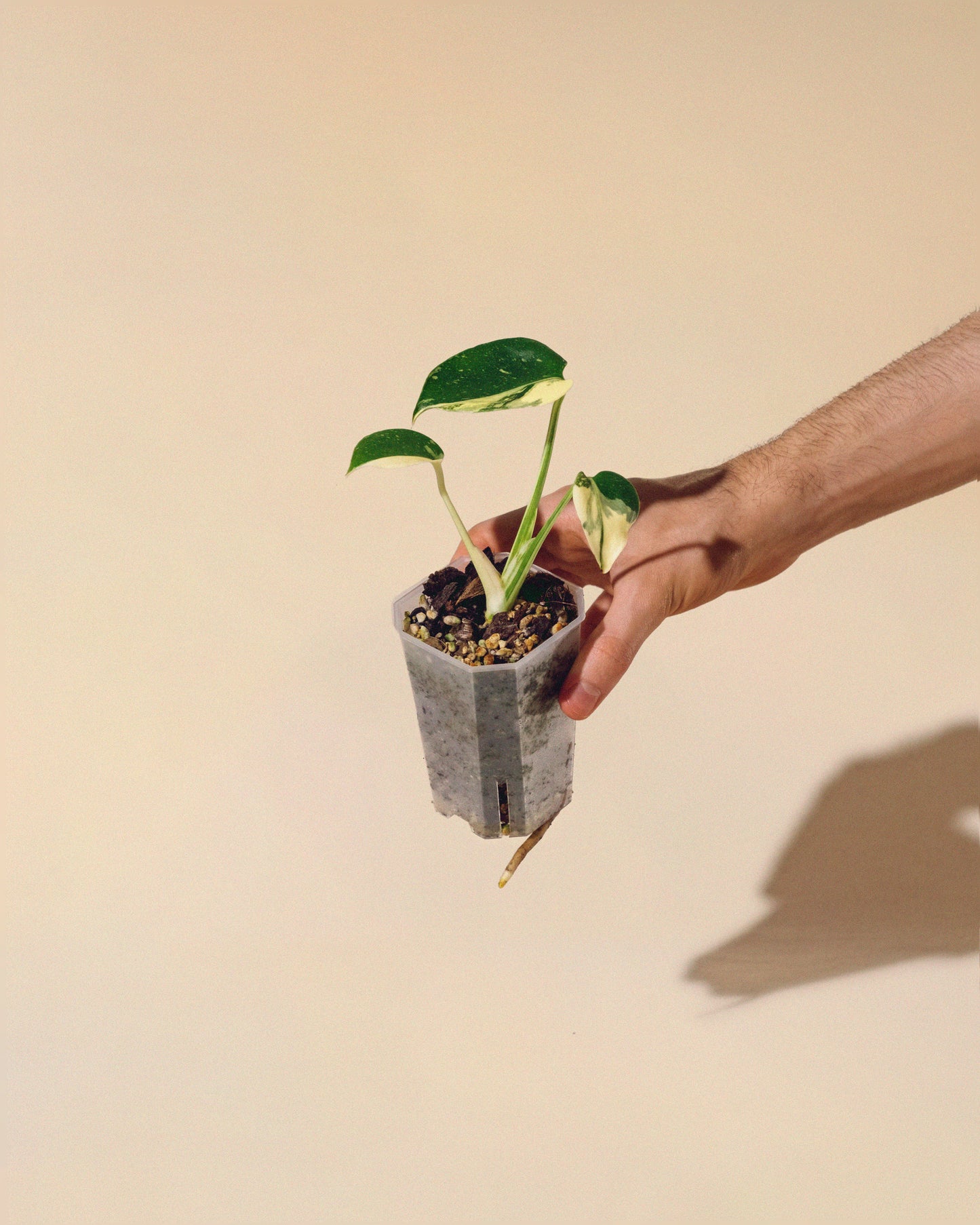 MONSTERA THAI CONSTELLATION HALFMOON BABY