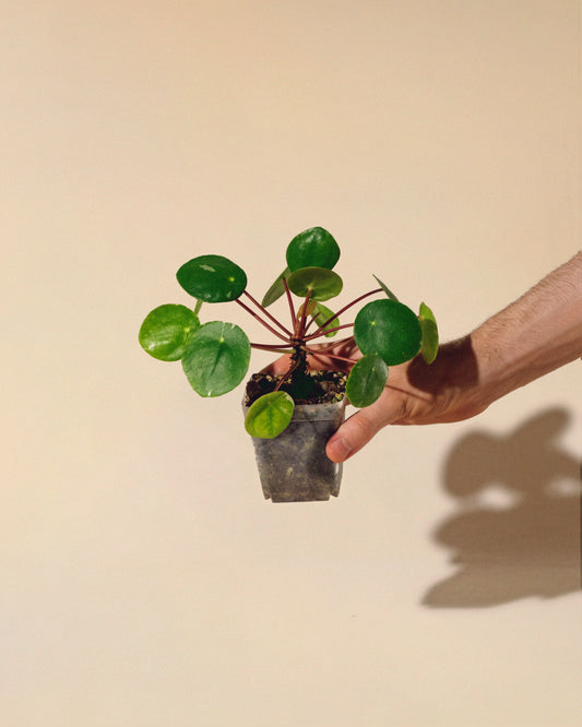 PILEA PEPEROMIOIDES 'White Splash' BABY