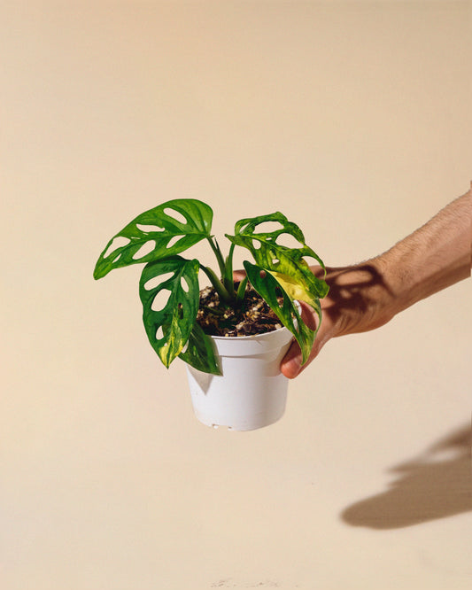 MONSTERA ADANSONII AUREA