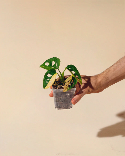 MONSTERA ADANSONII AUREA HALFMOON