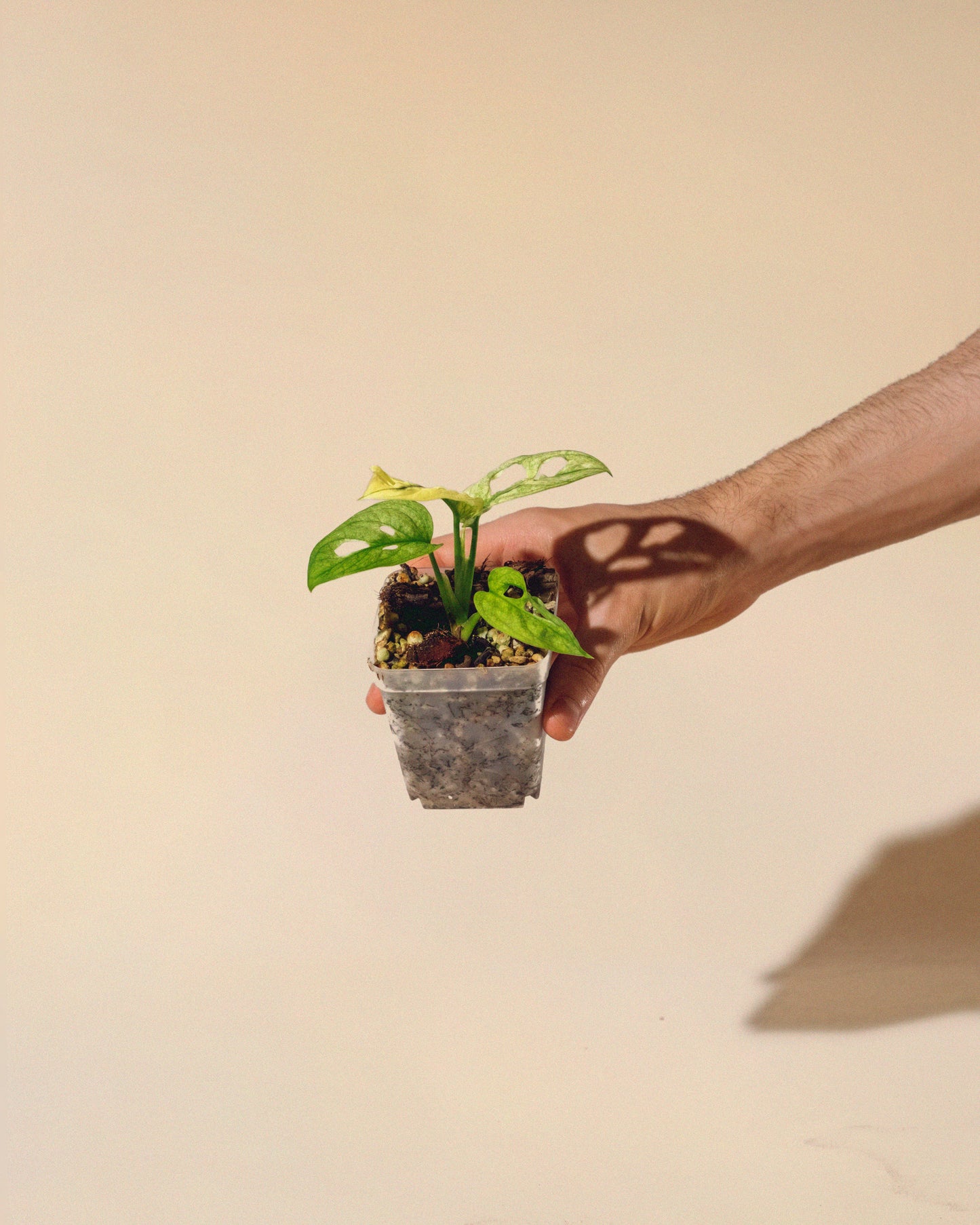MONSTERA ADANSONII ALBO BABY 04