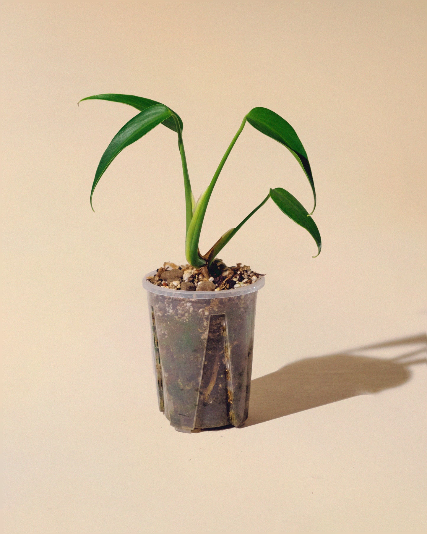MONSTERA BURLE MARX FLAME