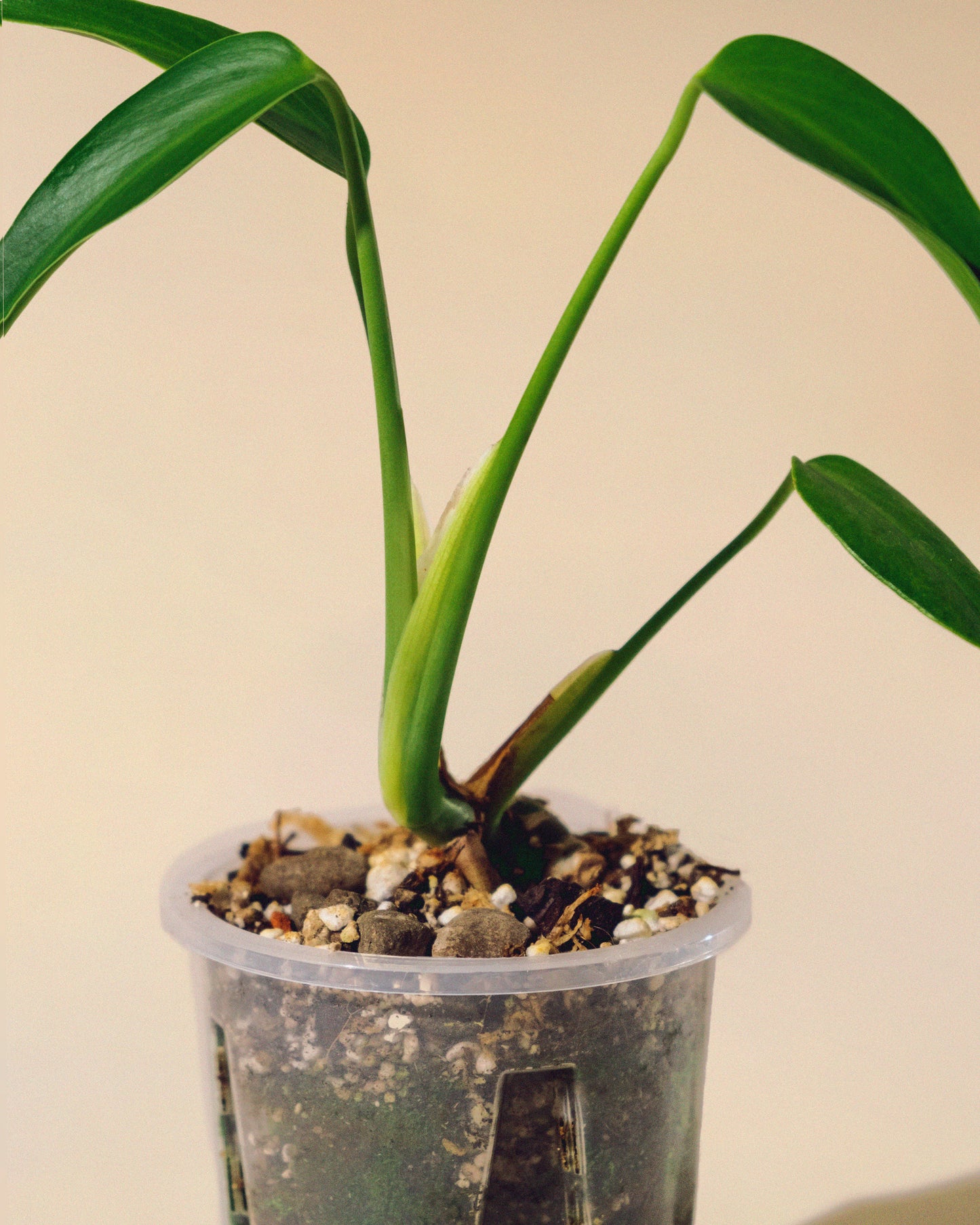 MONSTERA BURLE MARX FLAME