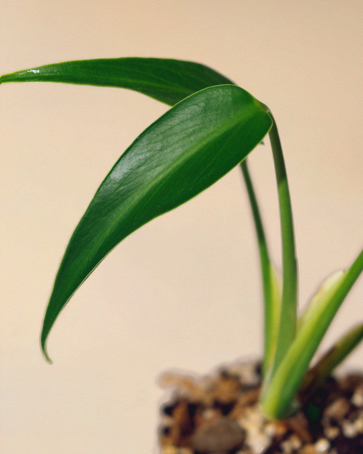 MONSTERA BURLE MARX FLAME