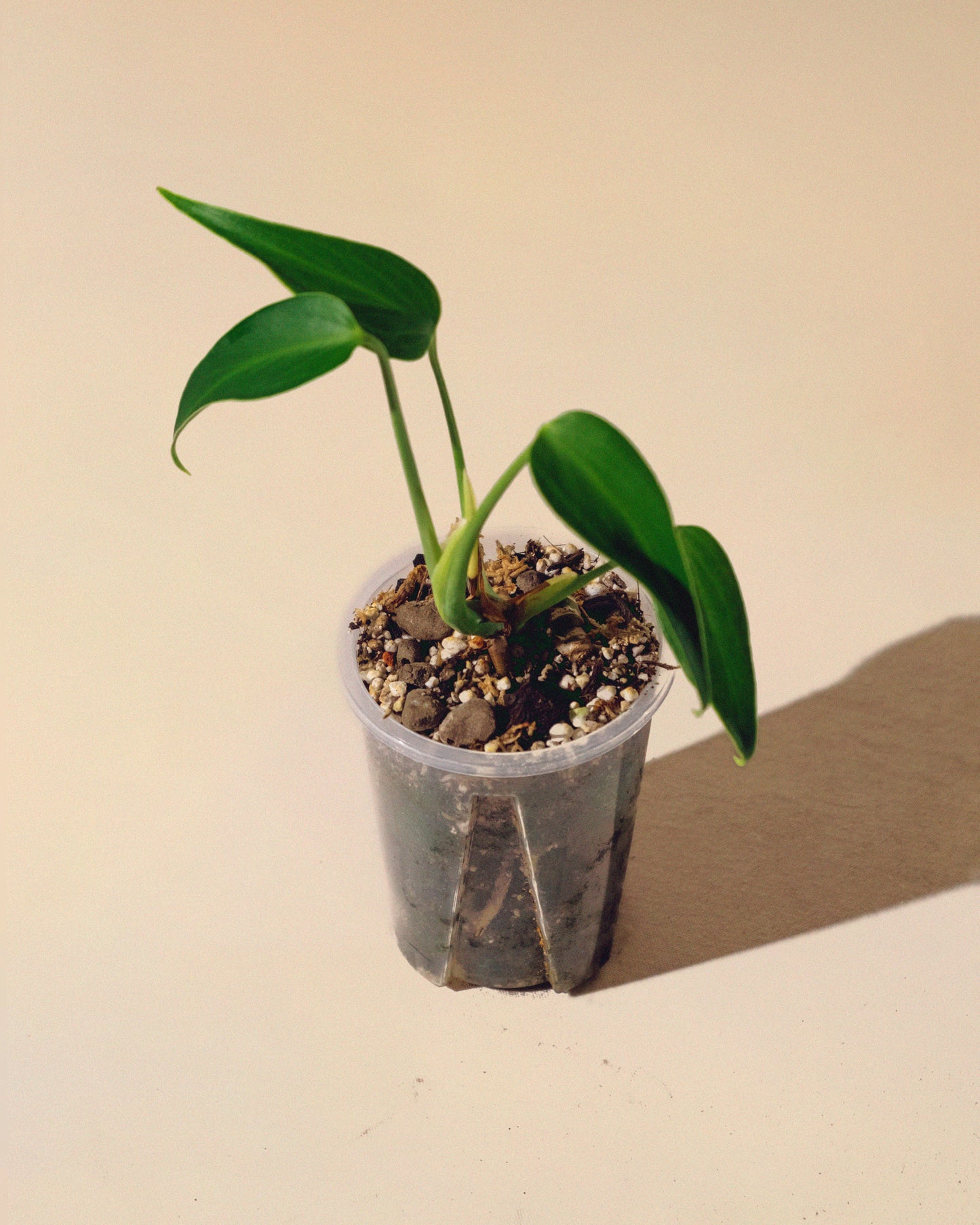 MONSTERA BURLE MARX FLAME