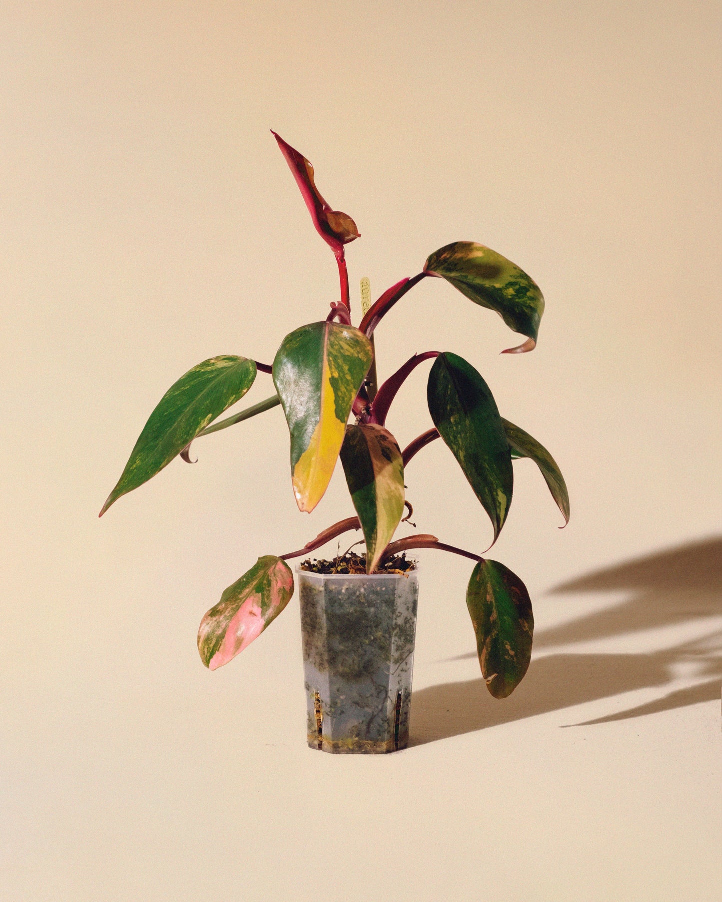 Philodendron Strawberry Shake 01