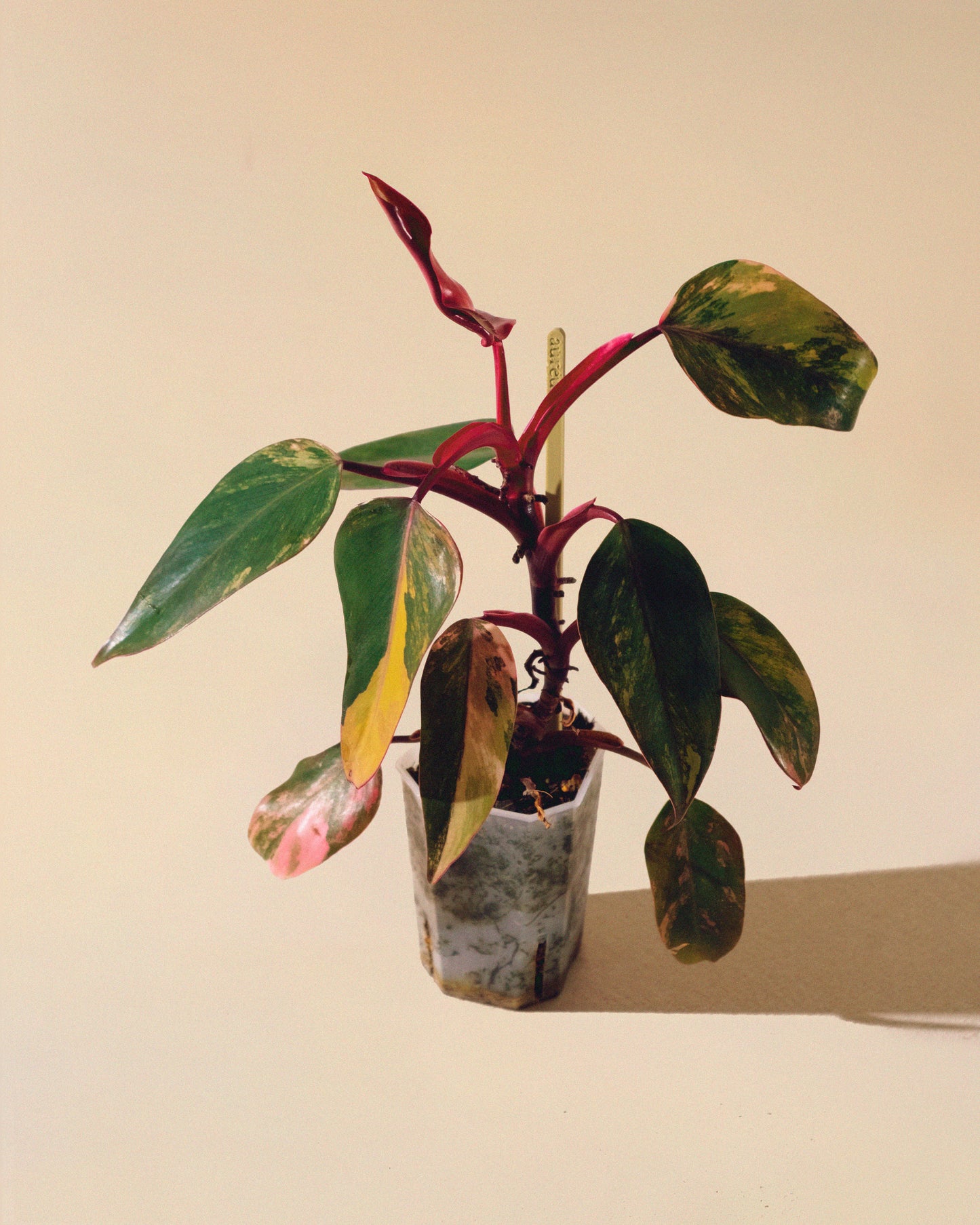 Philodendron Strawberry Shake 01