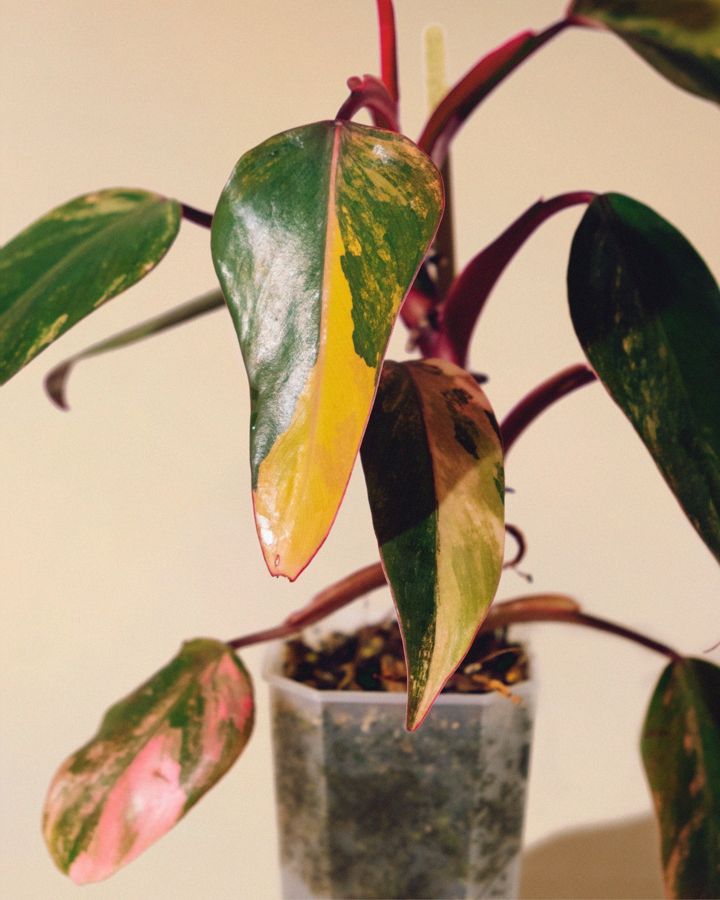Philodendron Strawberry Shake 01