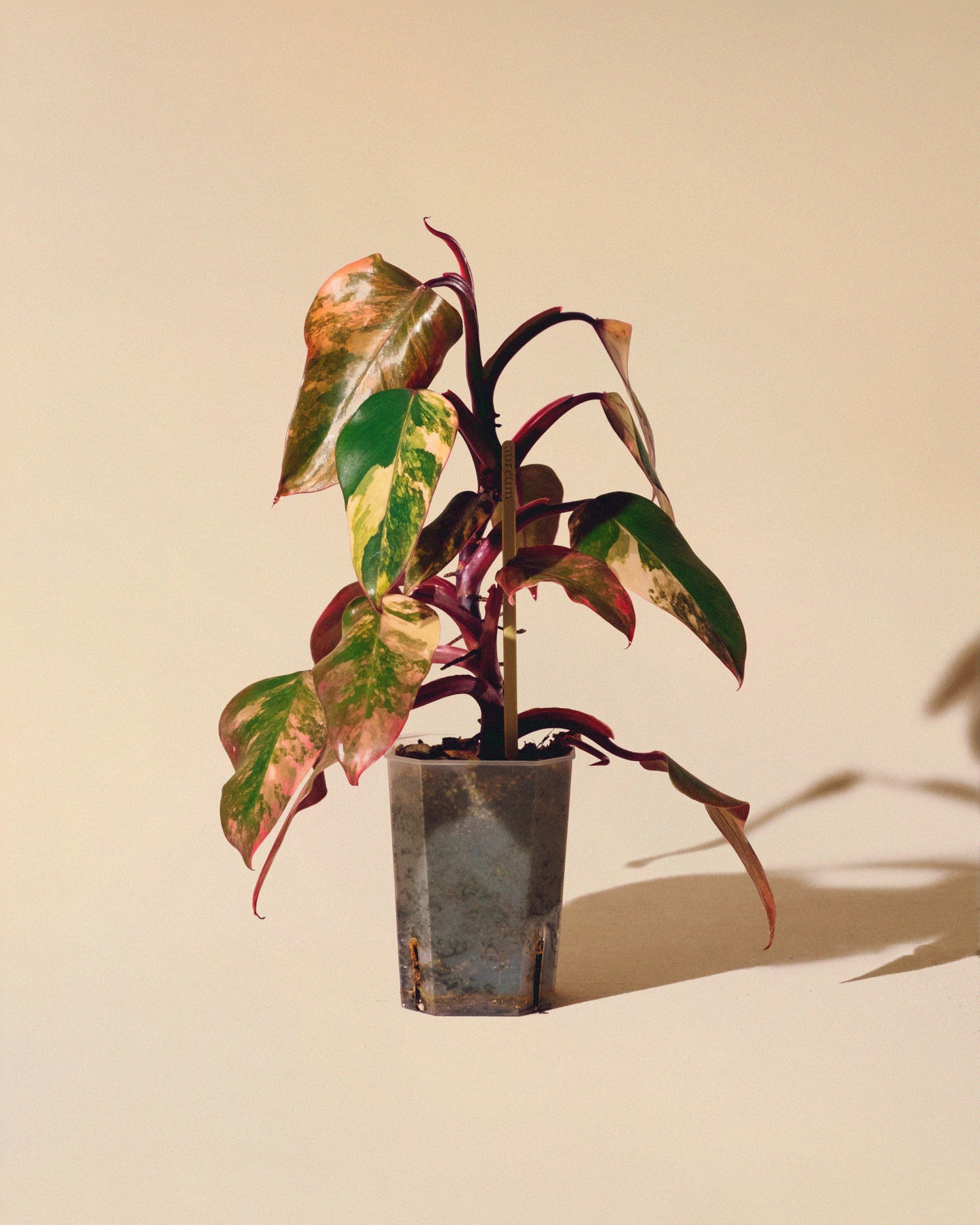Philodendron Strawberry Shake 02