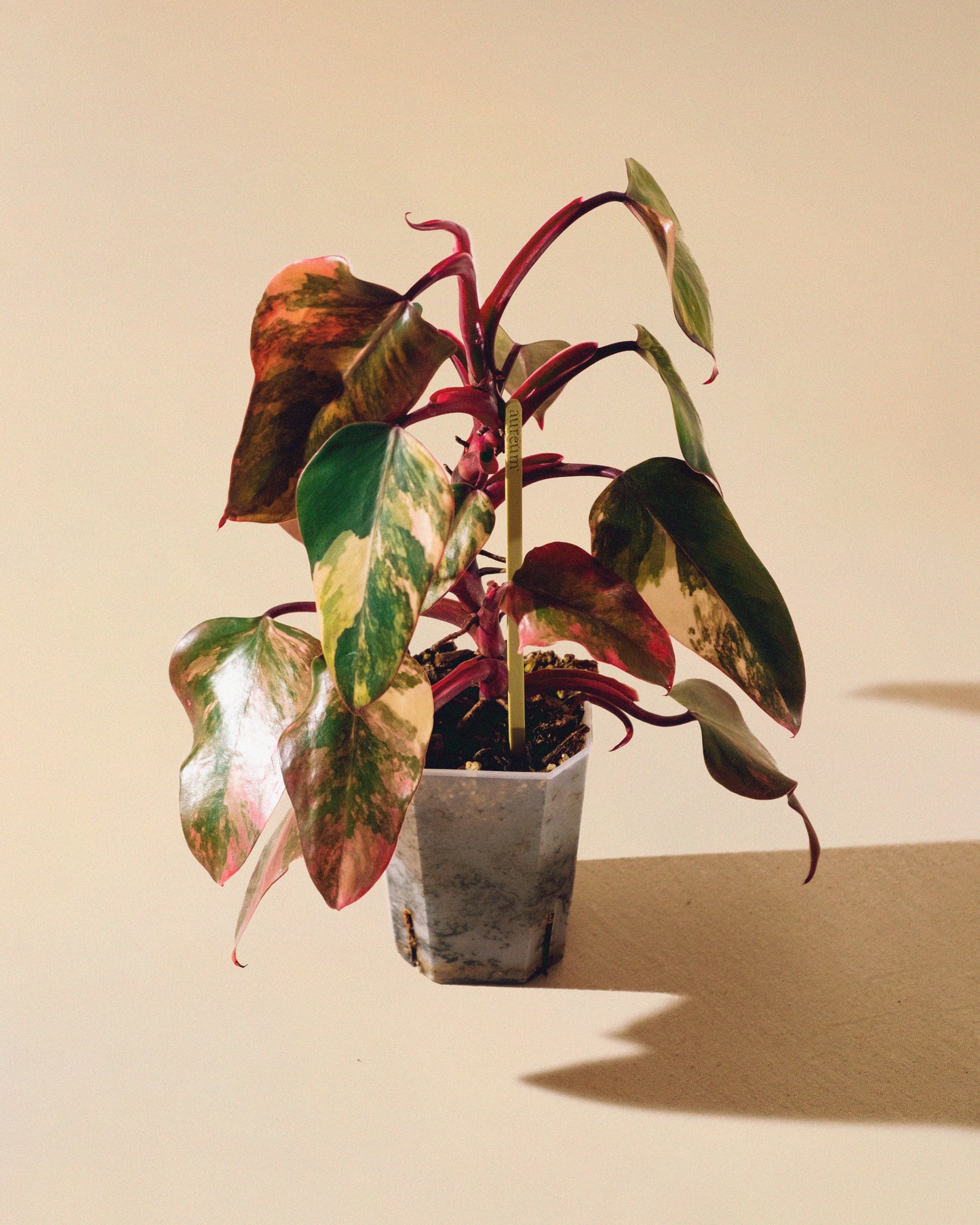 Philodendron Strawberry Shake 02
