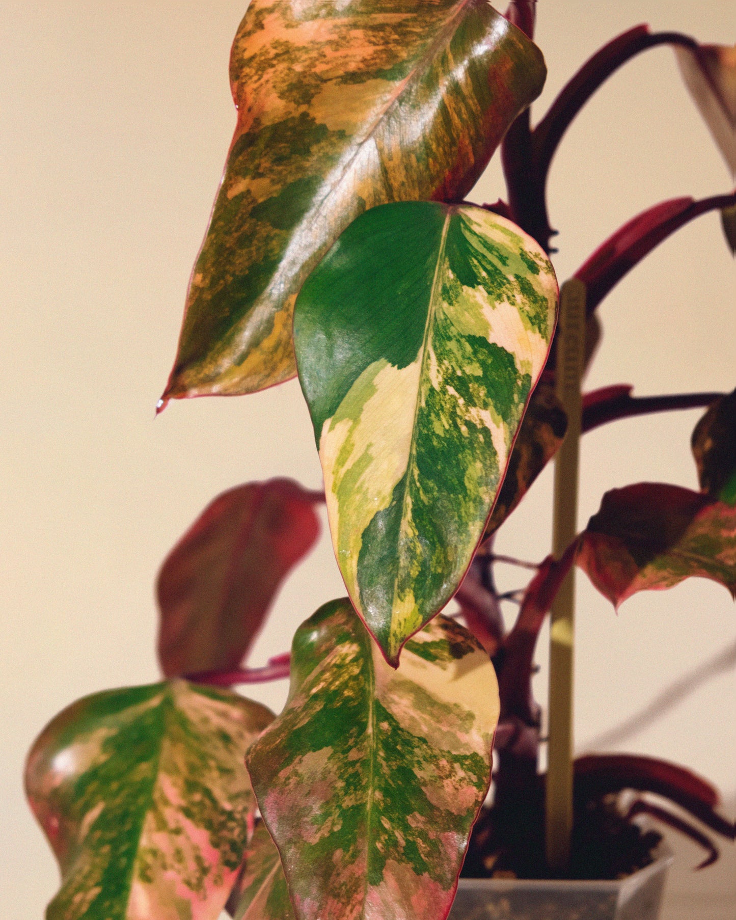 Philodendron Strawberry Shake 02