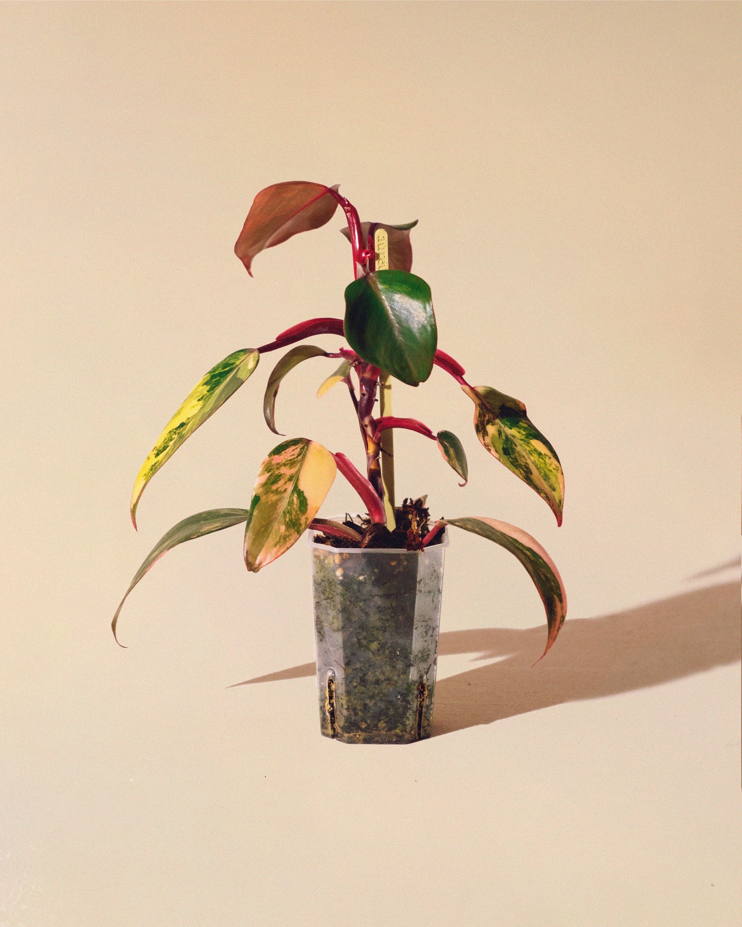 Philodendron Strawberry Shake 03
