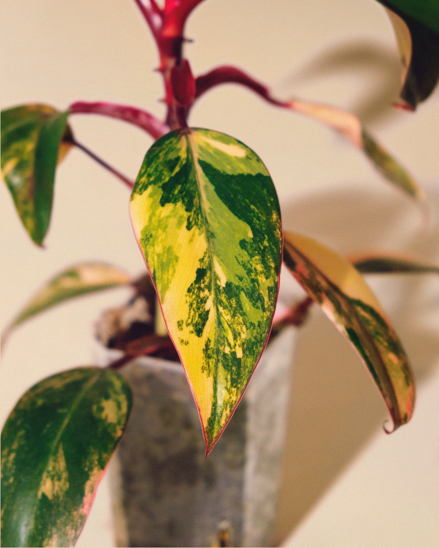 Philodendron Strawberry Shake 03
