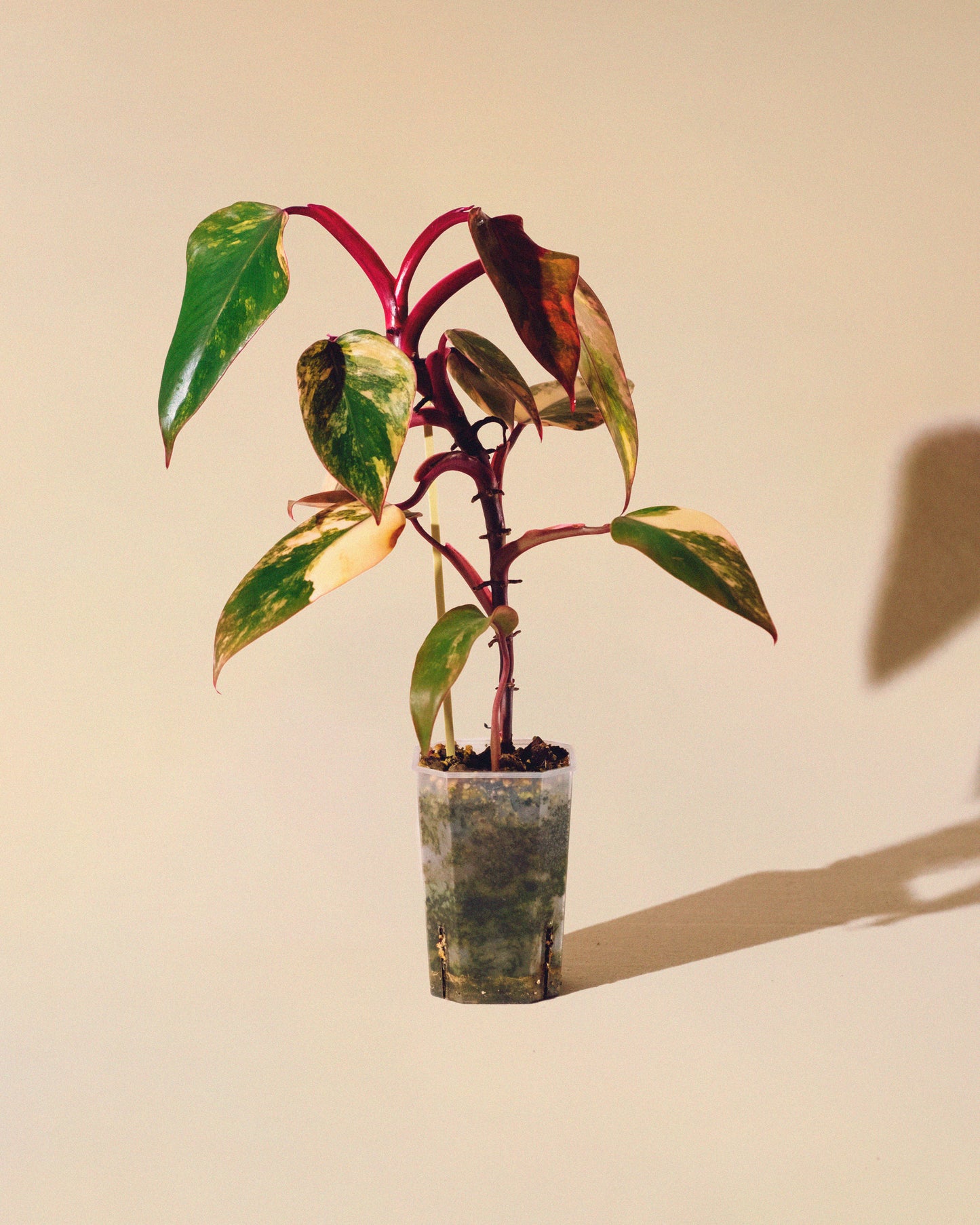 Philodendron Strawberry Shake 04