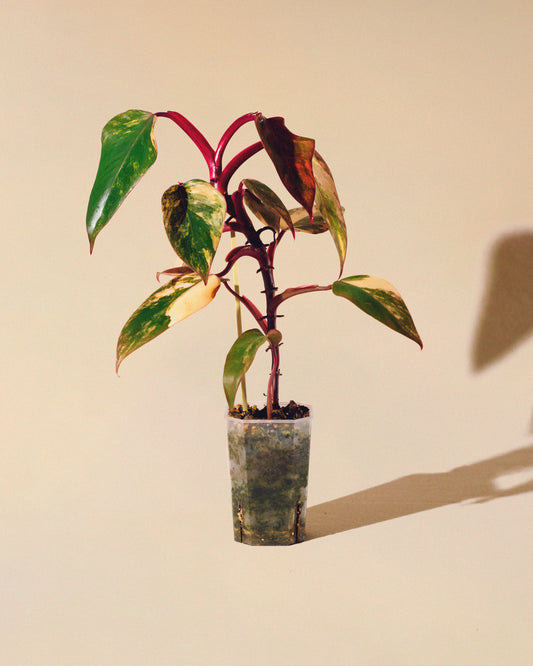 Philodendron Strawberry Shake 04