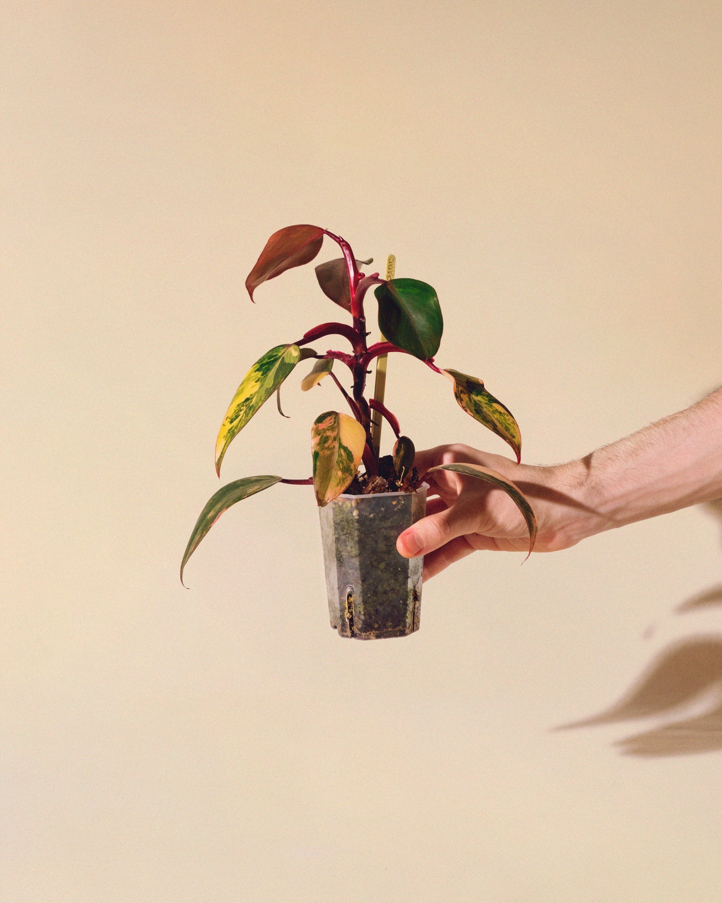 Philodendron Strawberry Shake 03