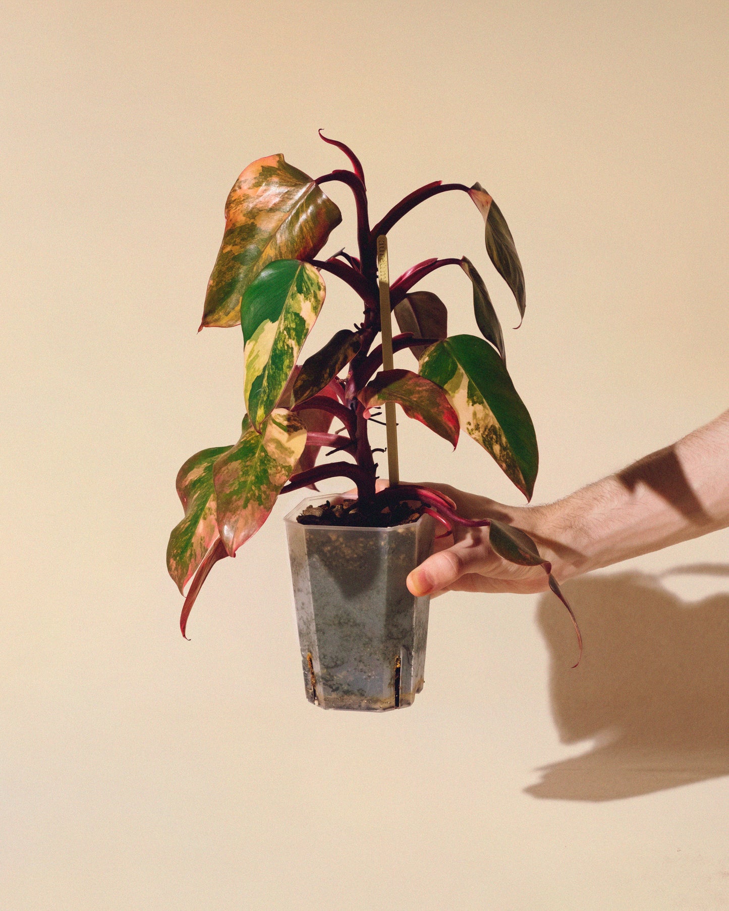 Philodendron Strawberry Shake 02