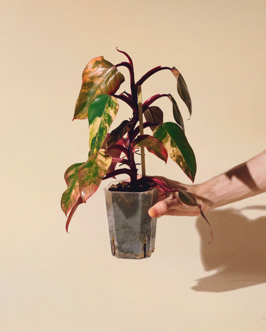 Philodendron Strawberry Shake 02