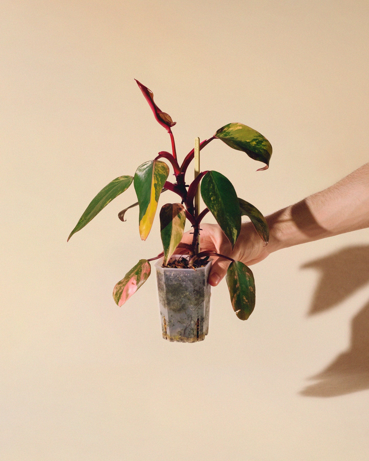 Philodendron Strawberry Shake 01