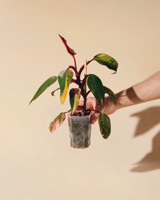 Philodendron Strawberry Shake 01