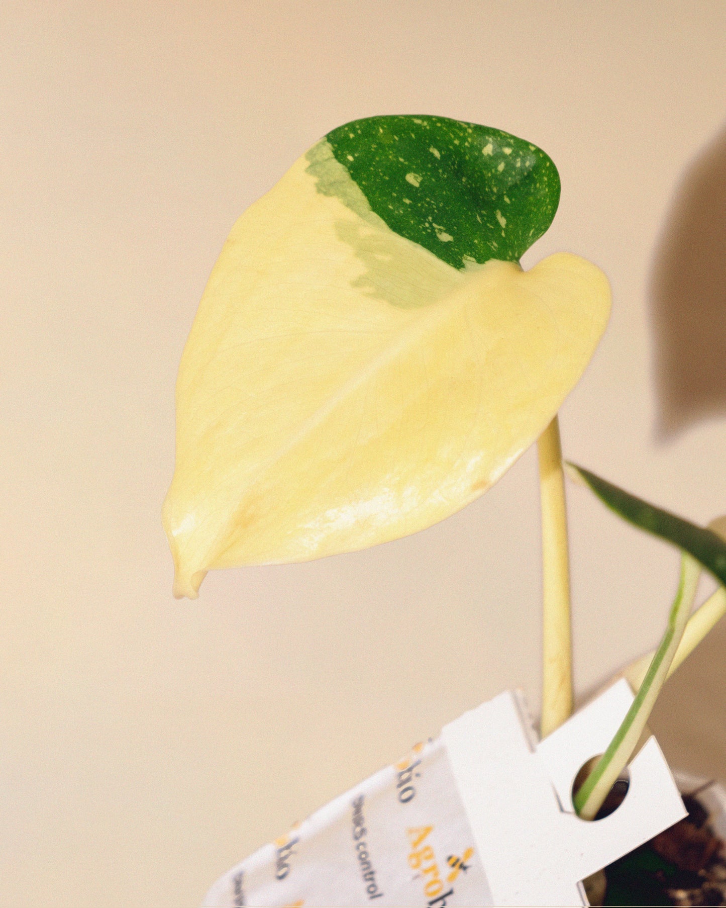 Monstera Thai Constellation Halfmoon