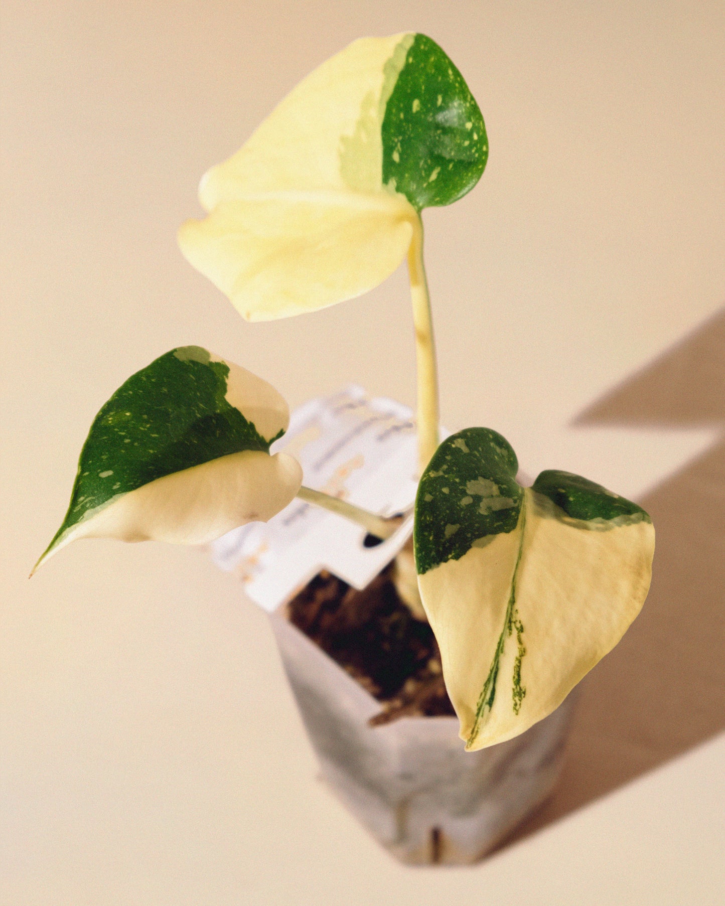 Monstera Thai Constellation Halfmoon