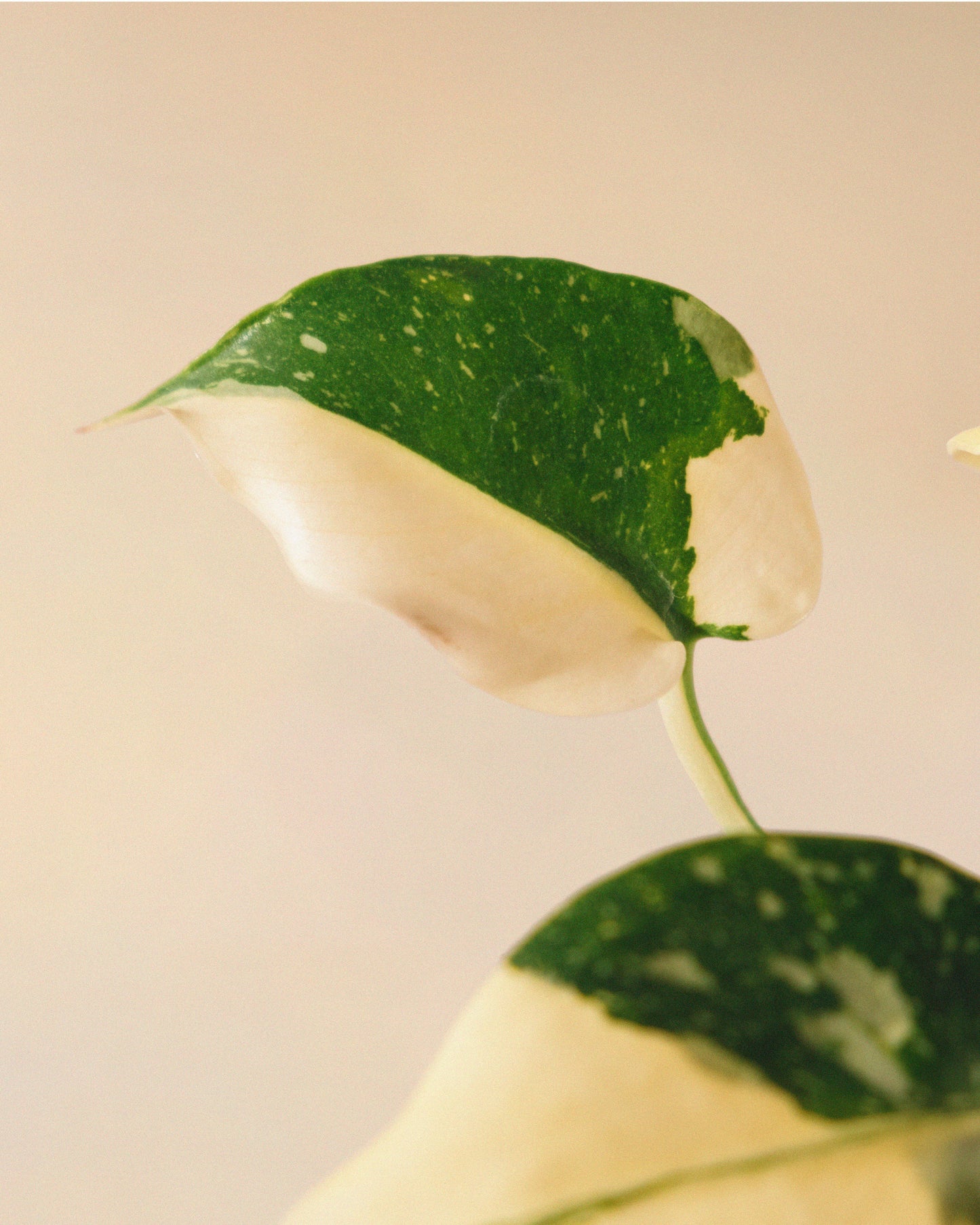 Monstera Thai Constellation Halfmoon